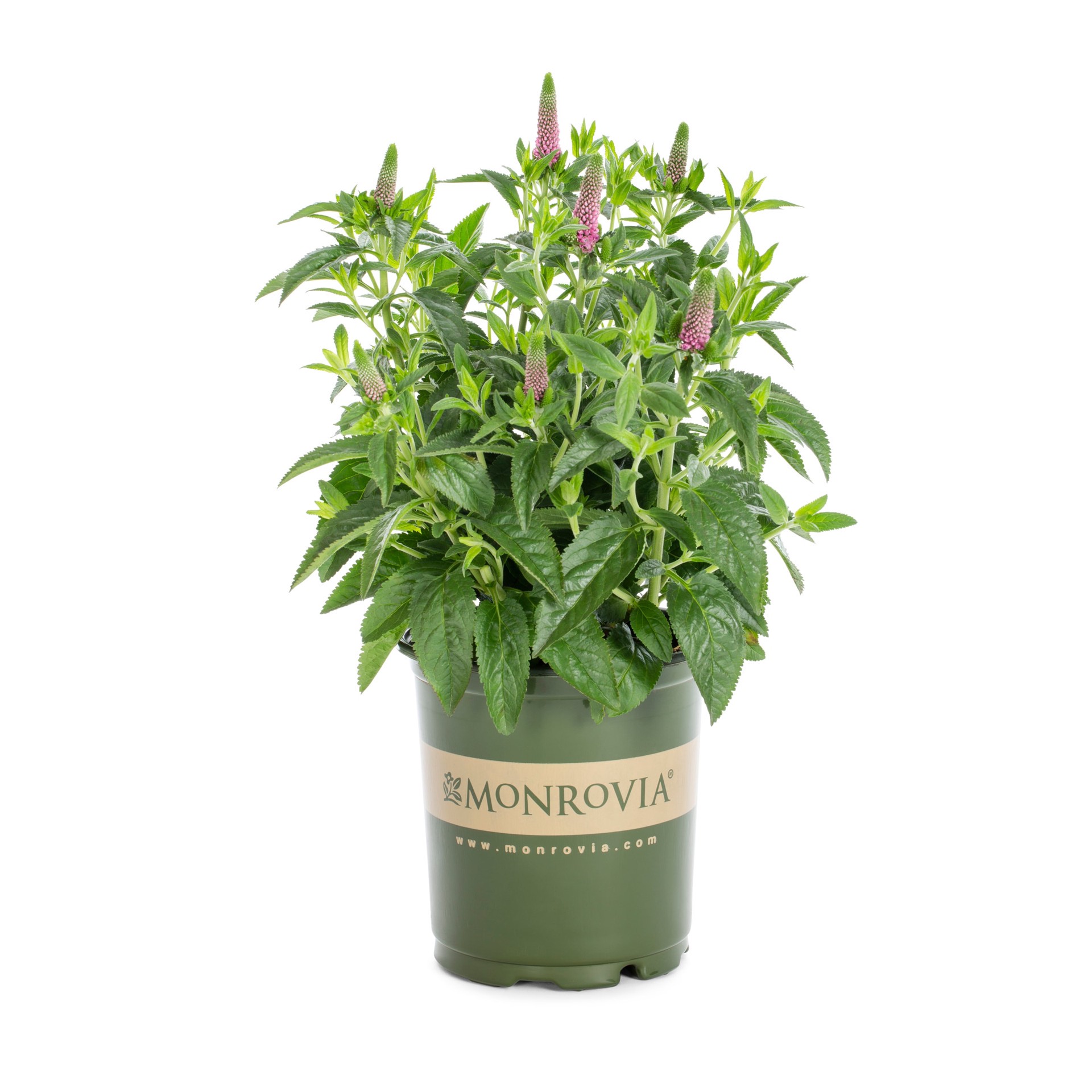 slide 1 of 4, Lowe's Pink First Love Speedwell Plant in 2 -Quart Pot 1 -Pack, 1 ct