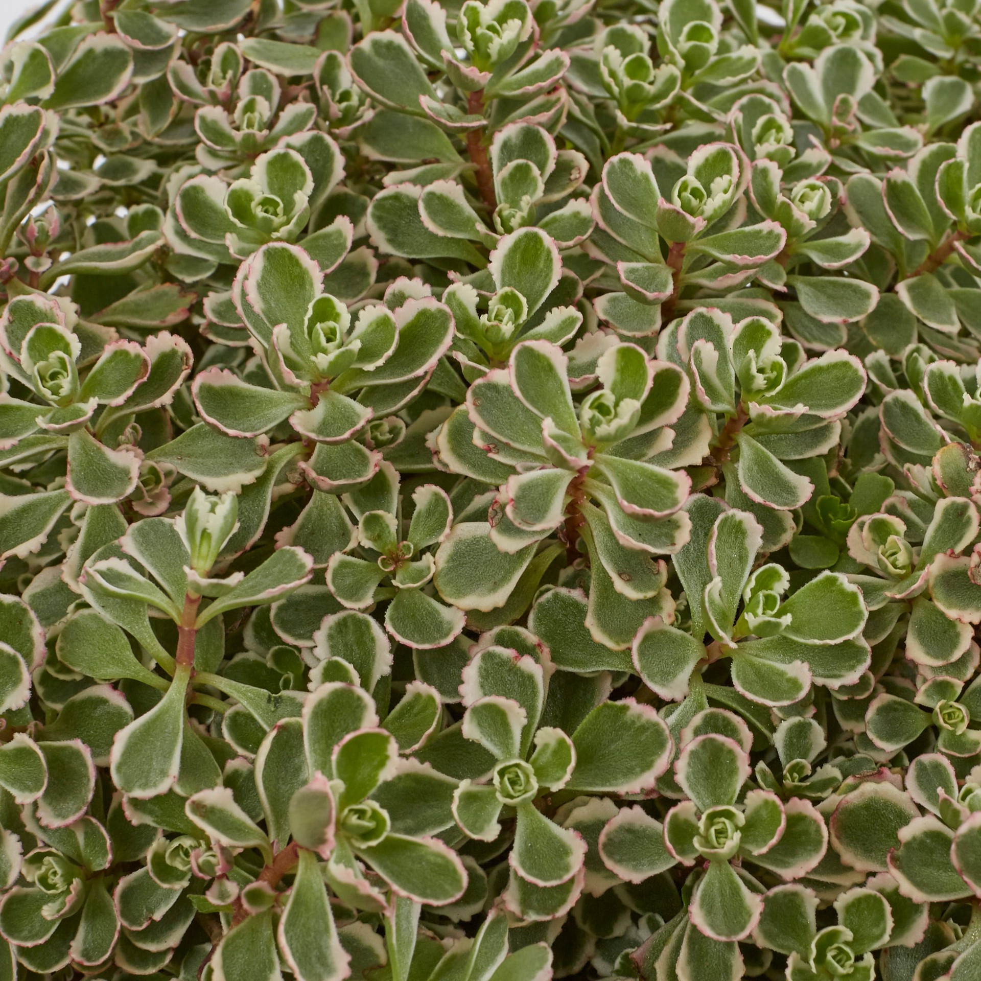 slide 2 of 4, Monrovia Multicolor Sedum Plant in 1-Pint Pot, 1 ct