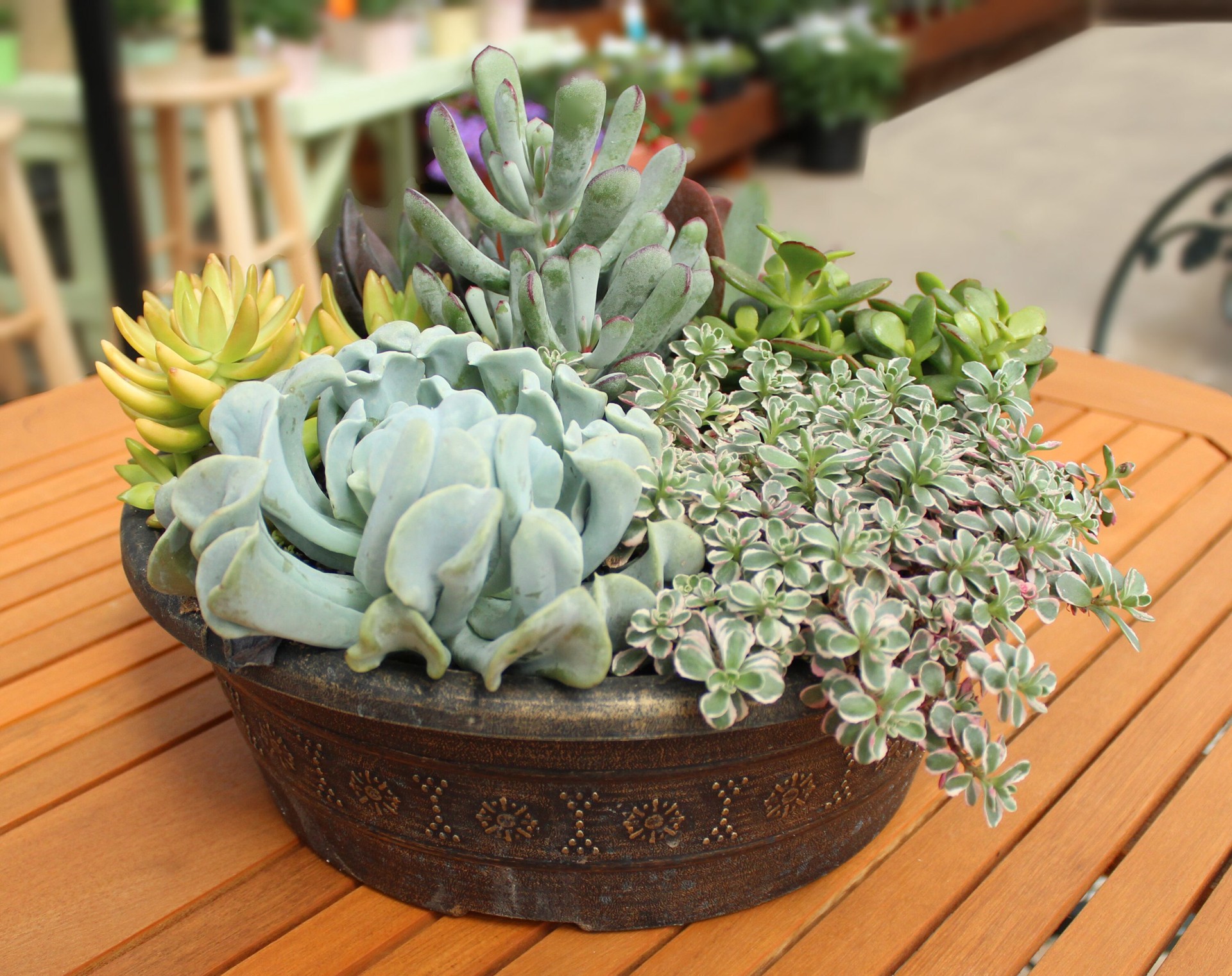 slide 3 of 4, Monrovia Multicolor Sedum Plant in 1-Pint Pot, 1 ct