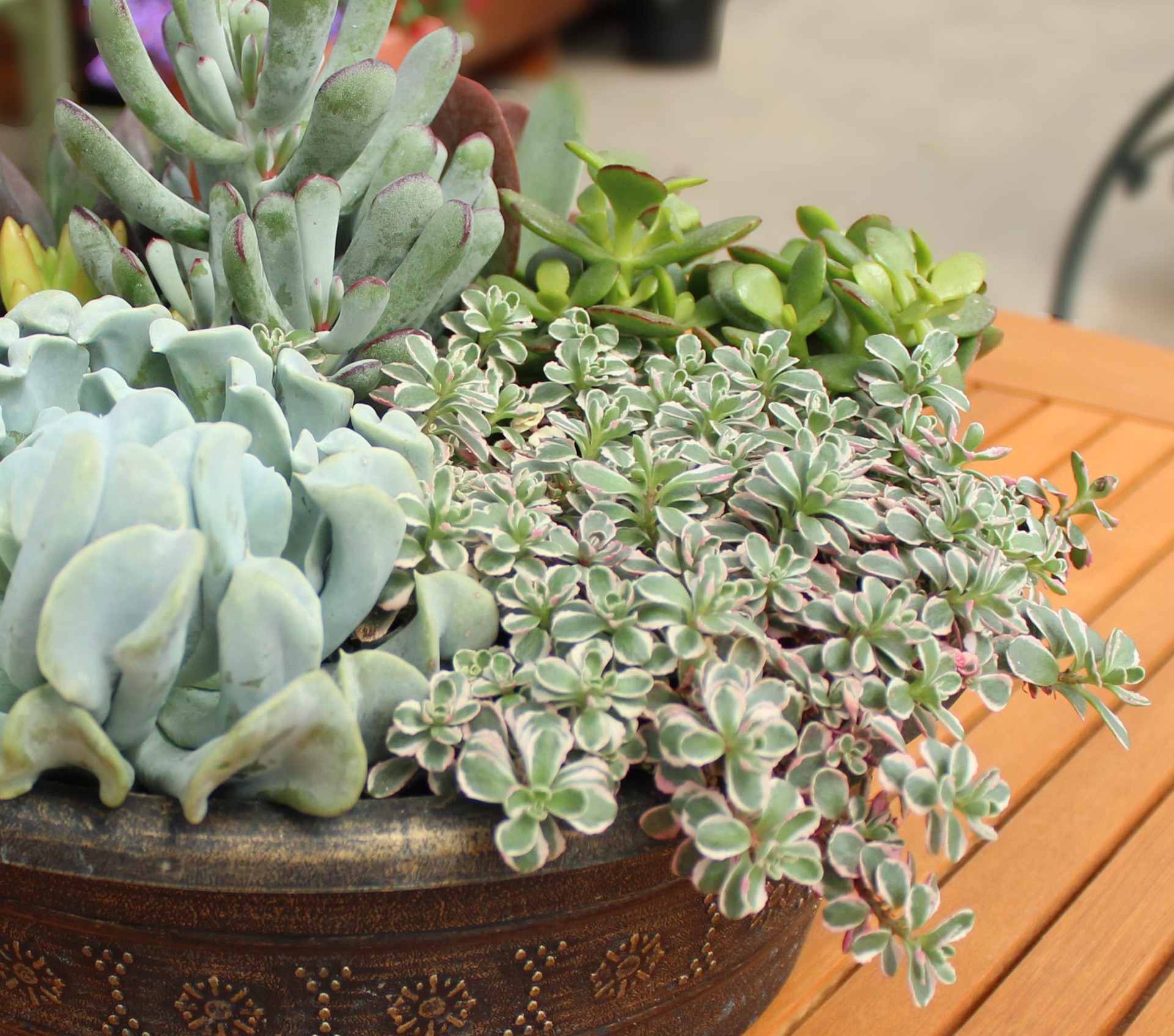 slide 4 of 4, Monrovia Multicolor Sedum Plant in 1-Pint Pot, 1 ct