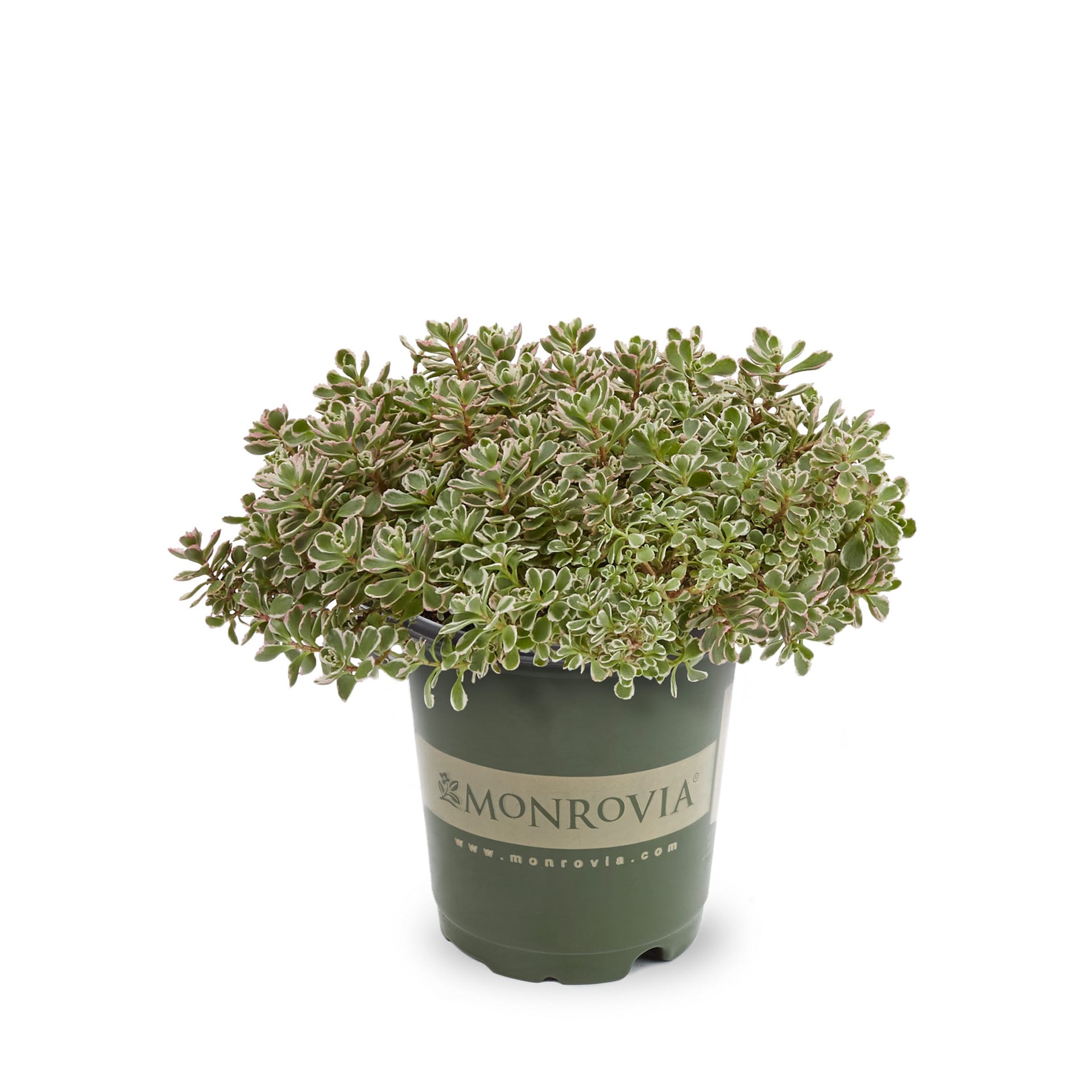 slide 1 of 4, Monrovia Multicolor Sedum Plant in 1-Pint Pot, 1 ct