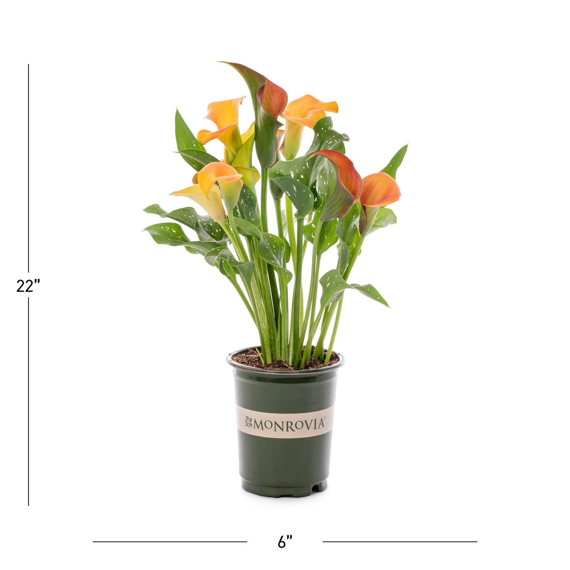 slide 3 of 3, Monrovia Yellow Asiatic Lily Plant in 1 -Quart Pot 1 -Pack, 1 ct