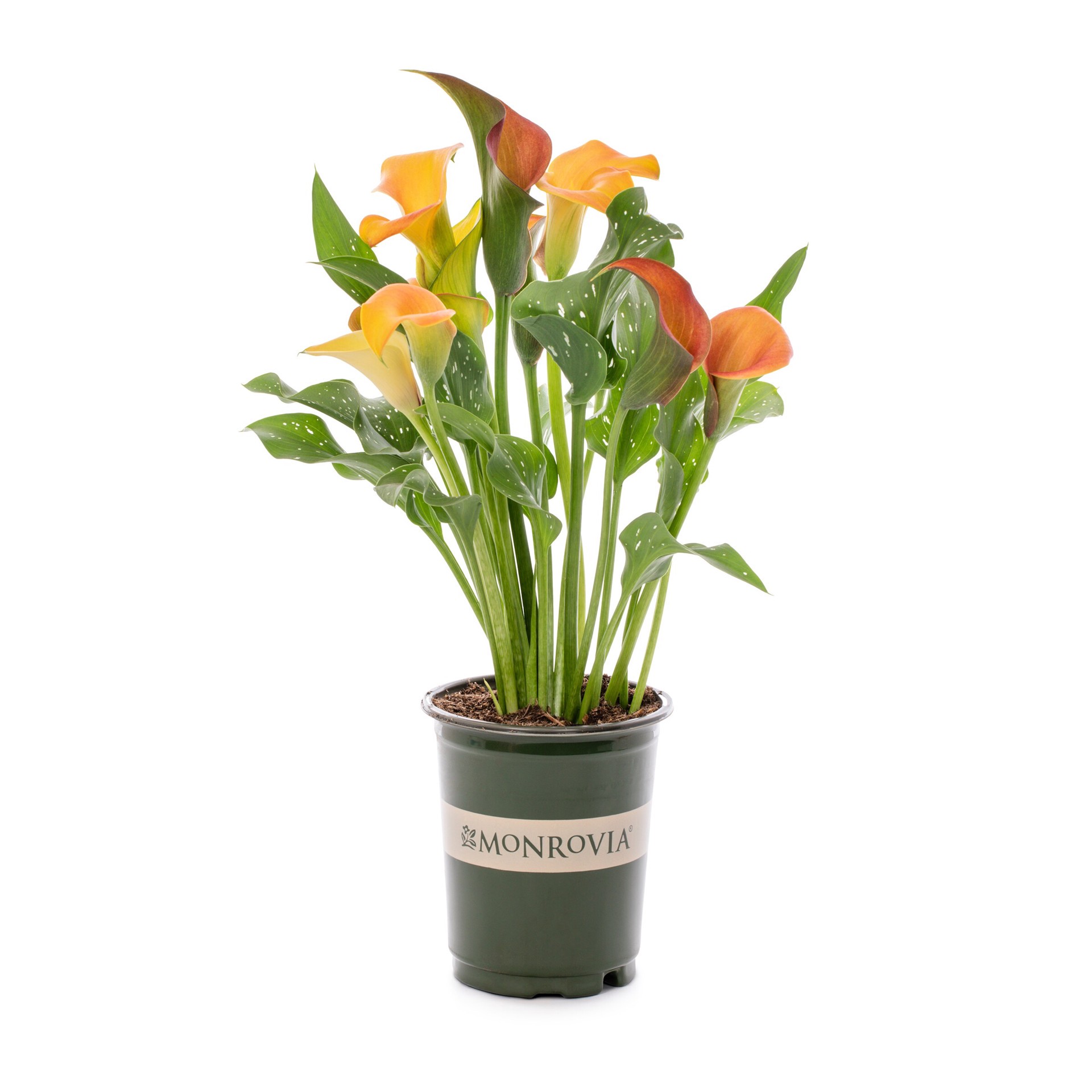 slide 1 of 3, Monrovia Yellow Asiatic Lily Plant in 1 -Quart Pot 1 -Pack, 1 ct