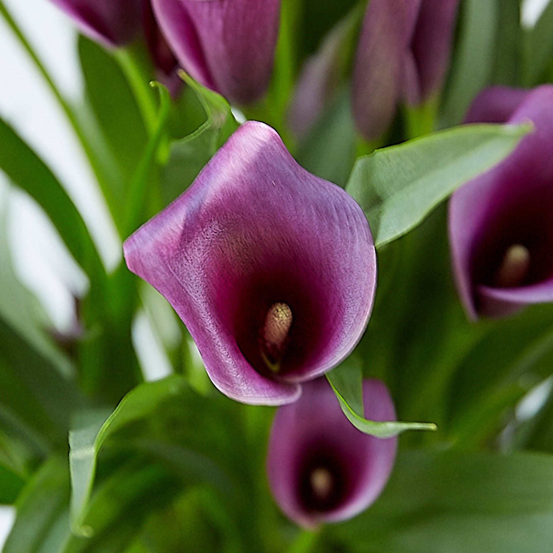 slide 2 of 2, Monrovia Multicolor Canna Lily Plant in 1 -Quart Pot 1 -Pack, 1 ct