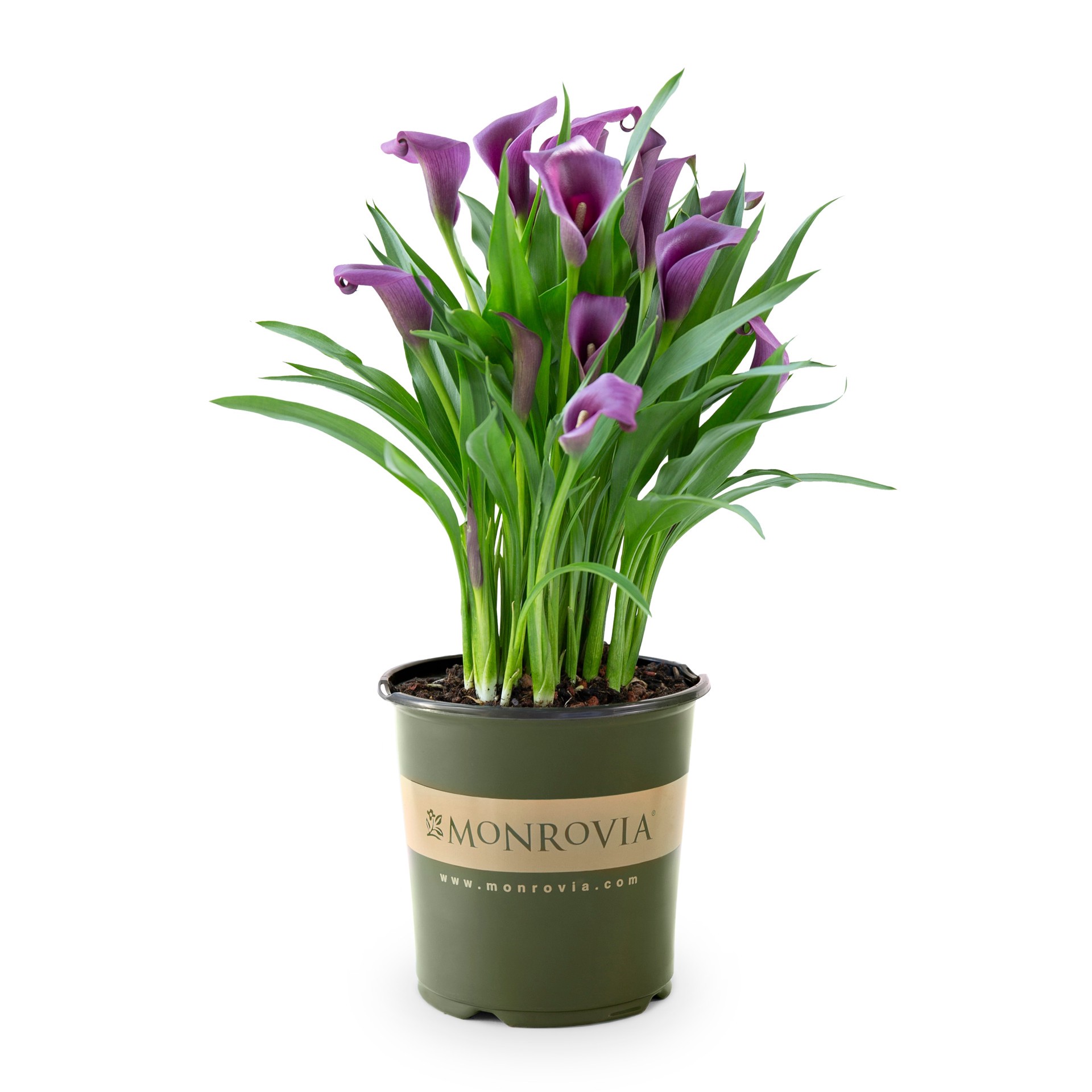 slide 1 of 2, Monrovia Multicolor Canna Lily Plant in 1 -Quart Pot 1 -Pack, 1 ct