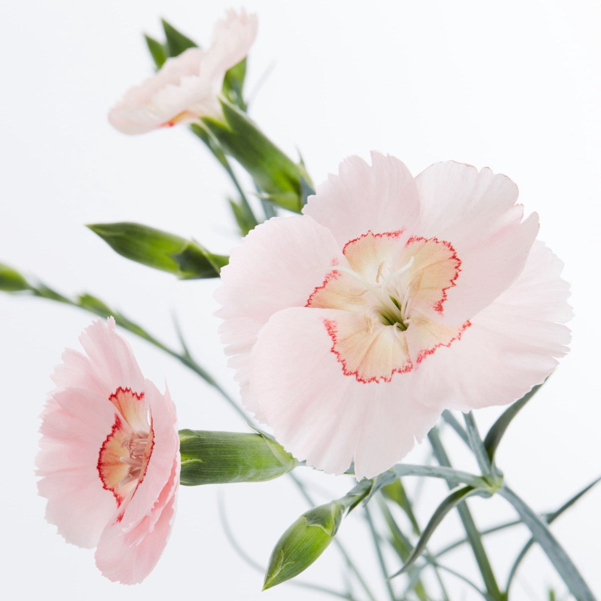 slide 2 of 3, Lowe's American Pie Georgia Peach Dianthus Plant in 2.5 -Quart, 1 ct