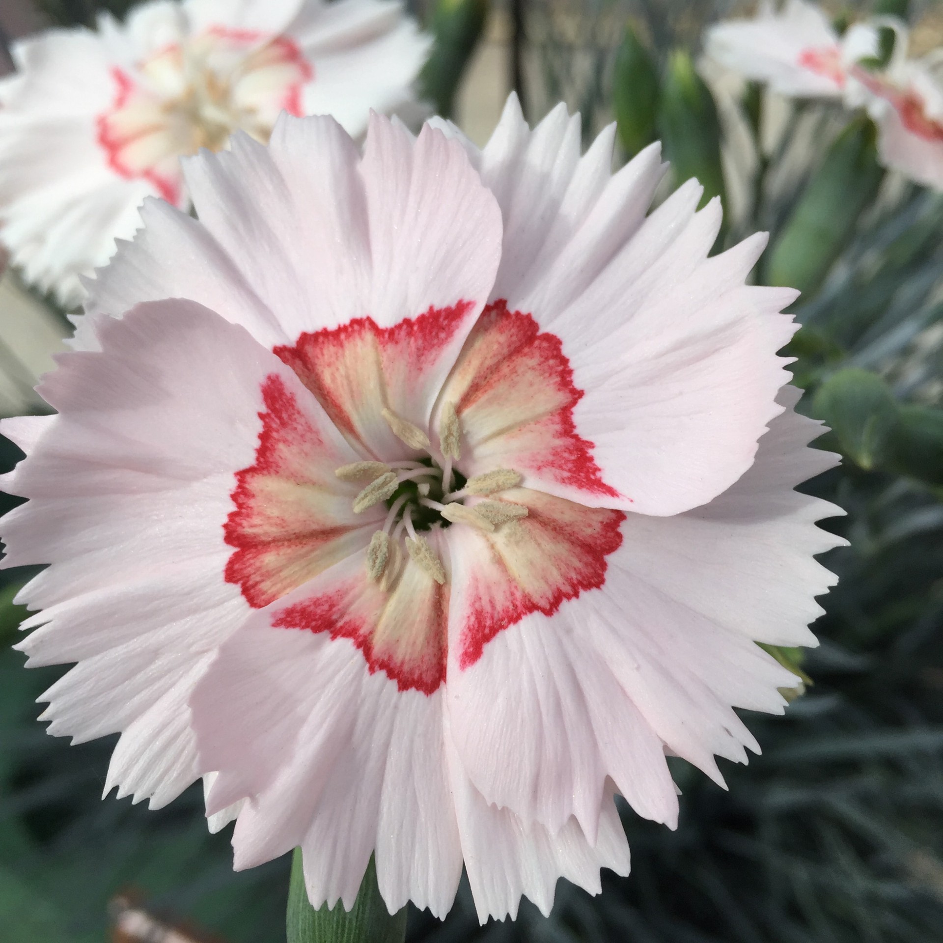 slide 3 of 3, Lowe's American Pie Georgia Peach Dianthus Plant in 2.5 -Quart, 1 ct