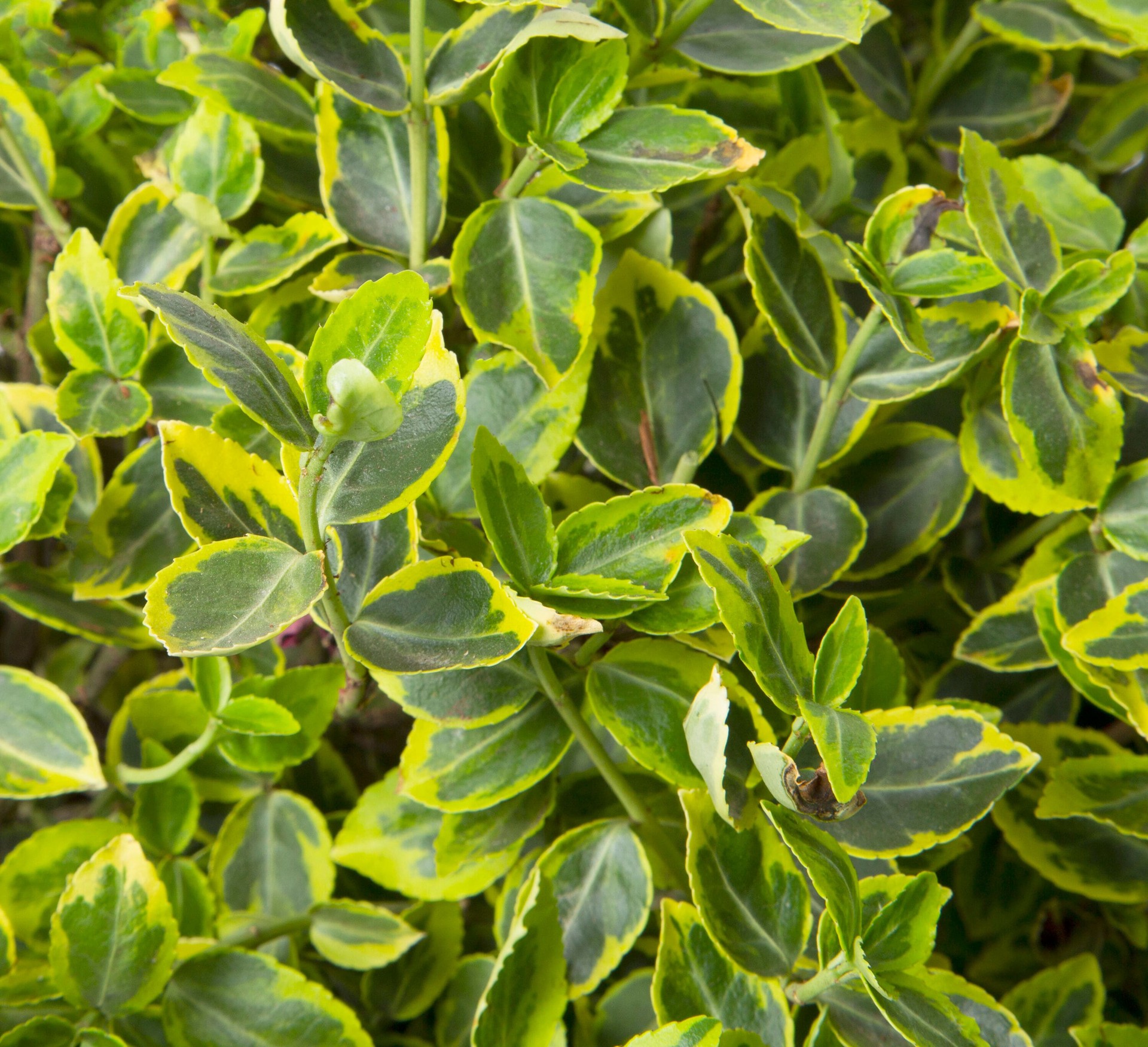 slide 2 of 4, Lowe's Wintercreeper 'Emerald 'n' Gold' Screening Shrub in 2.25 -Gallon Pot 1 -Pack with Green Blooms, 1 ct