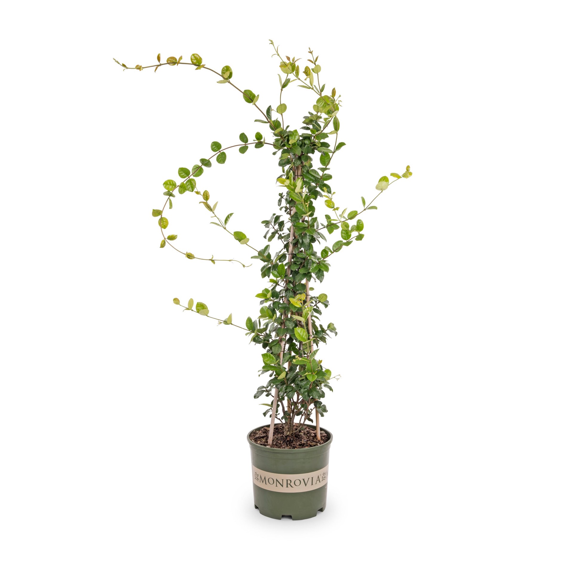 slide 1 of 4, Monrovia 3.58 -Gallon Pot Star Jasmine L3067, 1 ct