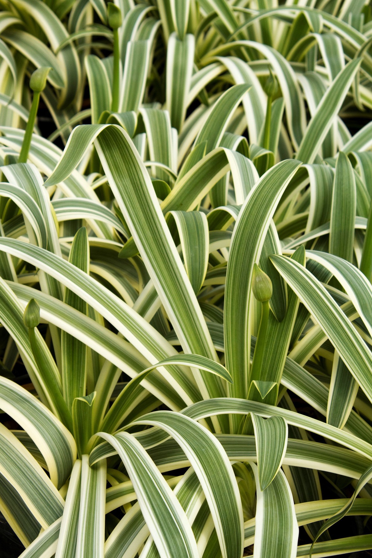 slide 2 of 4, Monrovia Blue Sun Stripe Agapanthus Plant in 1.73 -Gallon Pot 1 -Pack, 1 ct