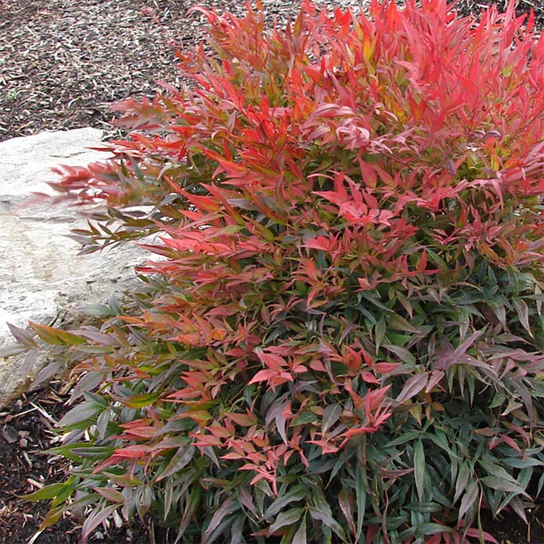 slide 2 of 4, Monrovia Tuscan Flame Heavenly Bamboo Accent Shrub in 1.73 -Gallon Pot 1 -Pack, 1 ct