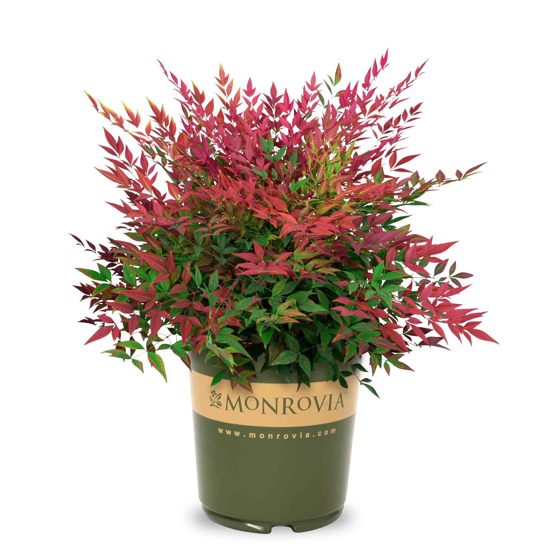 slide 1 of 4, Monrovia Tuscan Flame Heavenly Bamboo Accent Shrub in 1.73 -Gallon Pot 1 -Pack, 1 ct