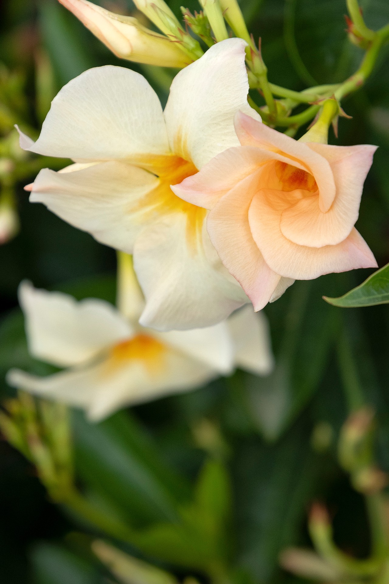 slide 2 of 4, Monrovia 1.73 -Gallon Pot Sun Parasol Apricot Mandevilla L26887, 1 ct