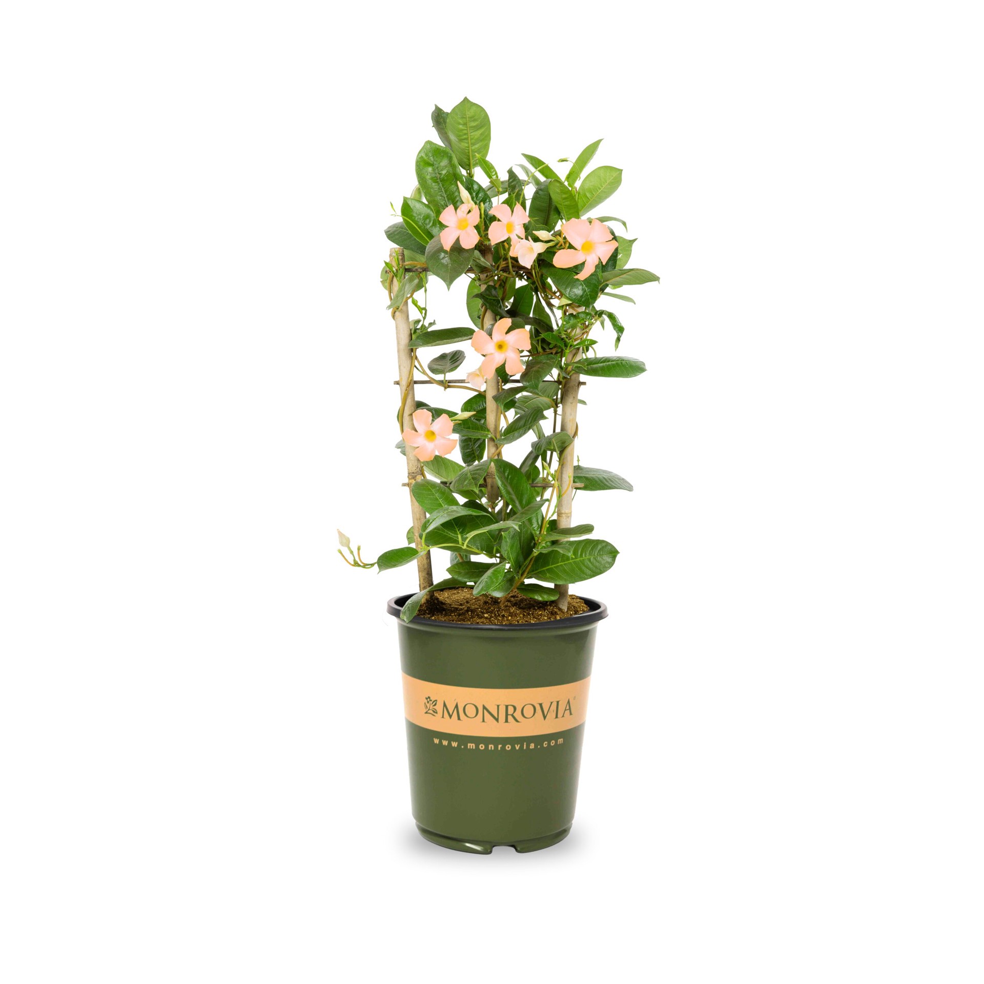 slide 1 of 4, Monrovia 1.73 -Gallon Pot Sun Parasol Apricot Mandevilla L26887, 1 ct
