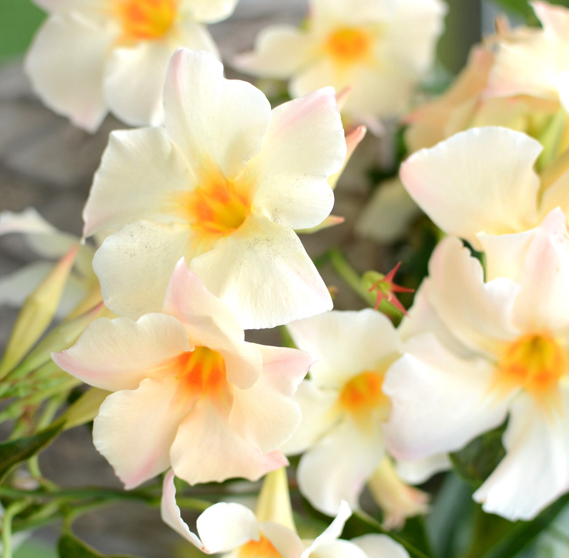 slide 2 of 4, Monrovia 2.6 -Quart Pot Sun Parasol Apricot L26887, 1 ct