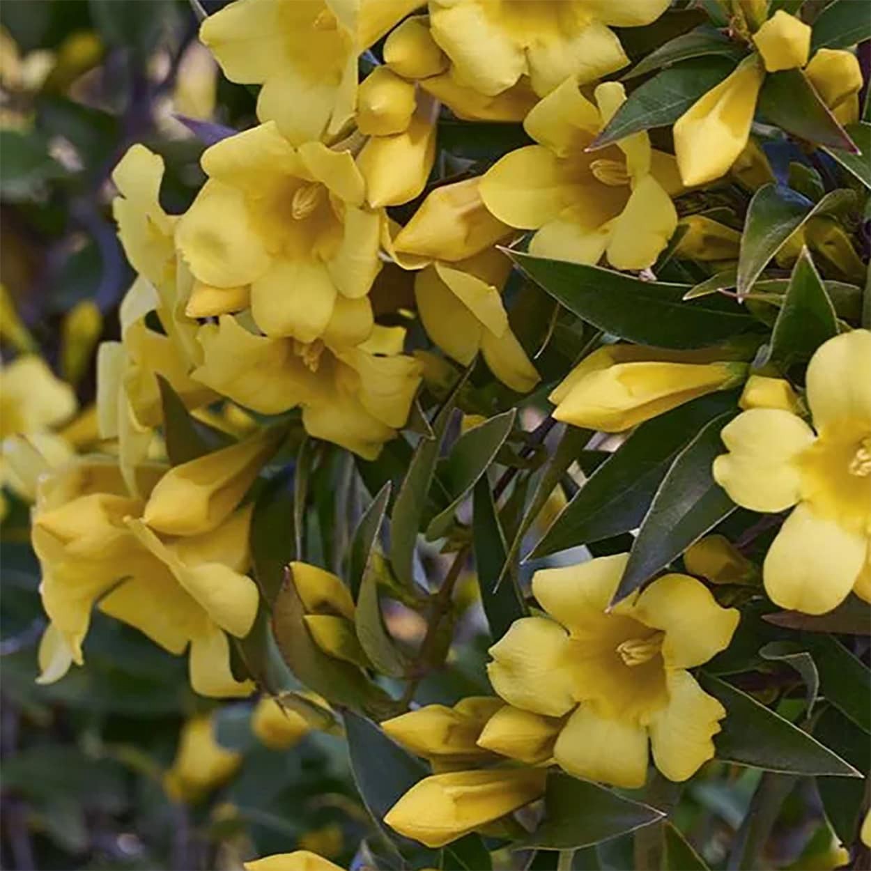 slide 2 of 4, Monrovia 1.73 -Gallon Pot Double Shot Jessamine LW03639, 1 ct