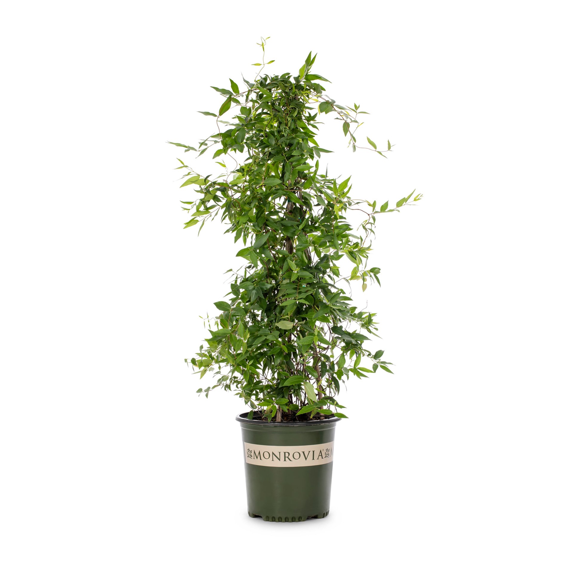 slide 1 of 4, Monrovia 1.73 -Gallon Pot Double Shot Jessamine LW03639, 1 ct