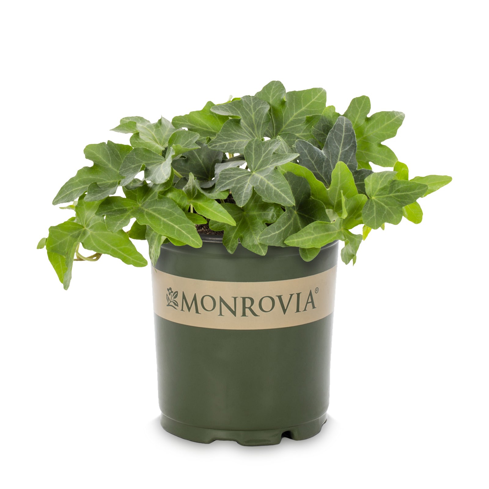 slide 1 of 4, Monrovia 3.58 -Gallon Pot English Ivy L17306, 1 ct