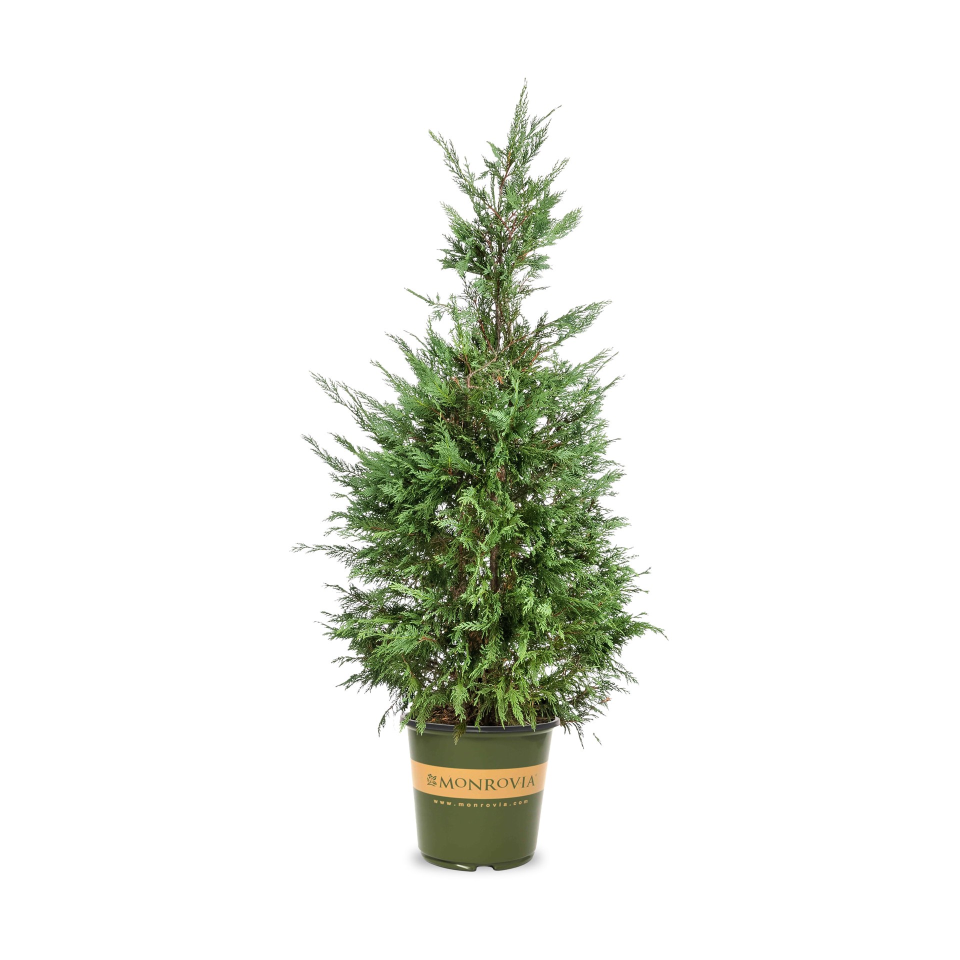 slide 1 of 4, Monrovia Green Giant Arborvitae Screening Shrub in 7.97 -Gallon Pot 1 -Pack, 1 ct
