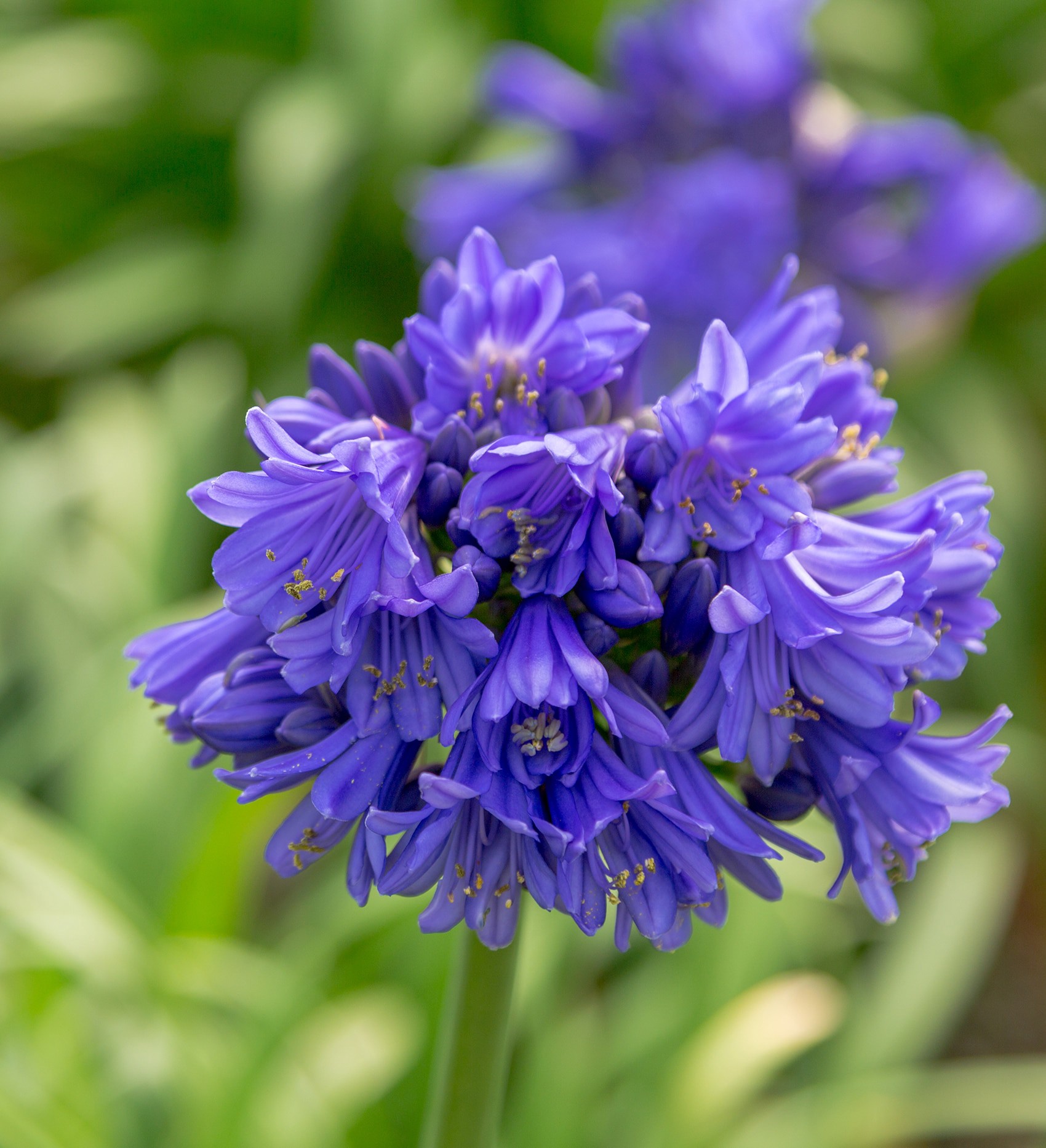 slide 2 of 4, Lowe's Ever Midnight Agapanthus Flowering Shrub in 1.5 -Gallon Pot 1 -Pack with Blue Blooms, 1 ct