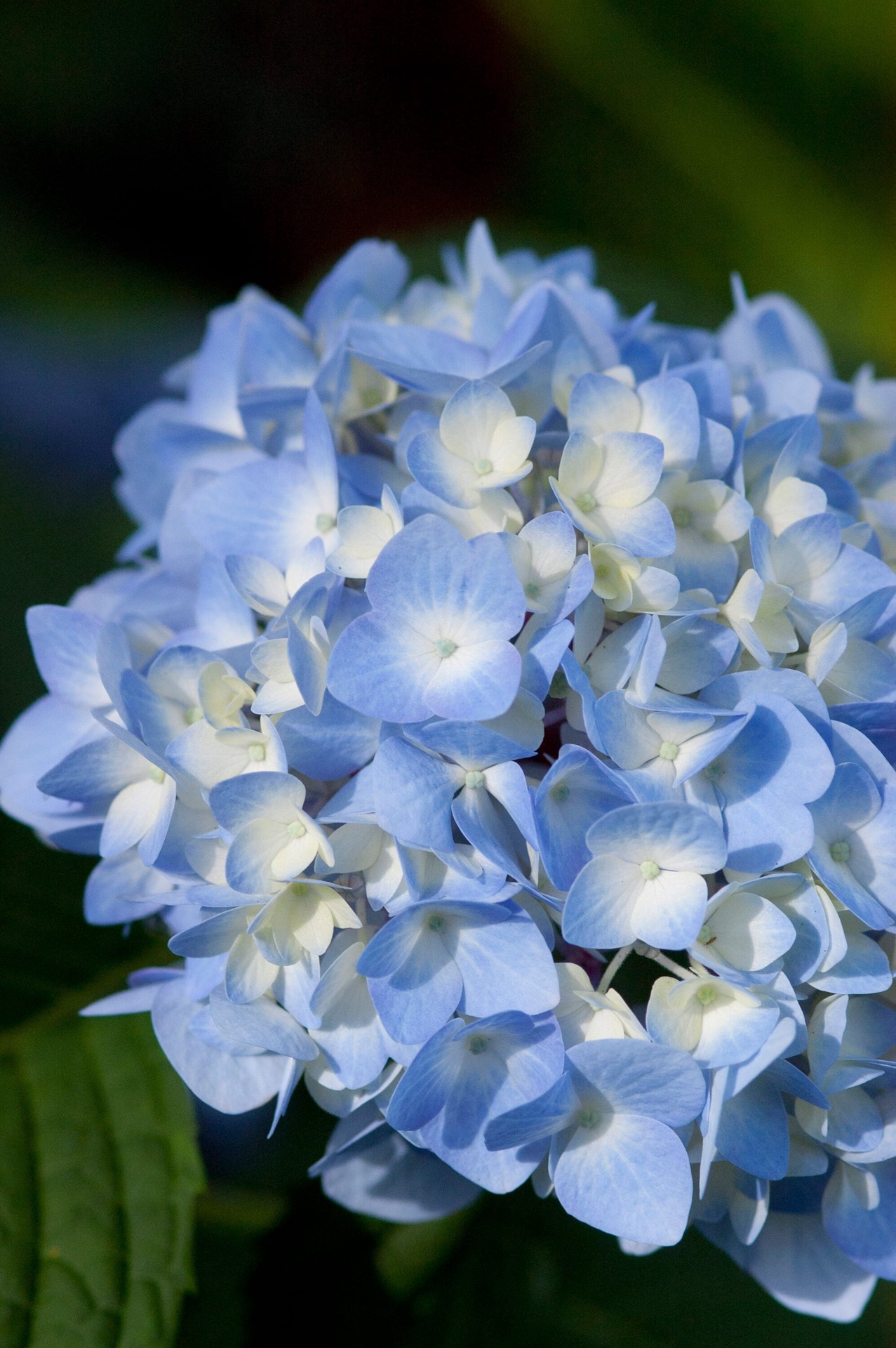 slide 2 of 4, Lowe's Bigleaf Hydrangea Flowering Shrub in 3.58 -Gallon Pot 1.0 -Pack with Blue Blooms, 1 ct