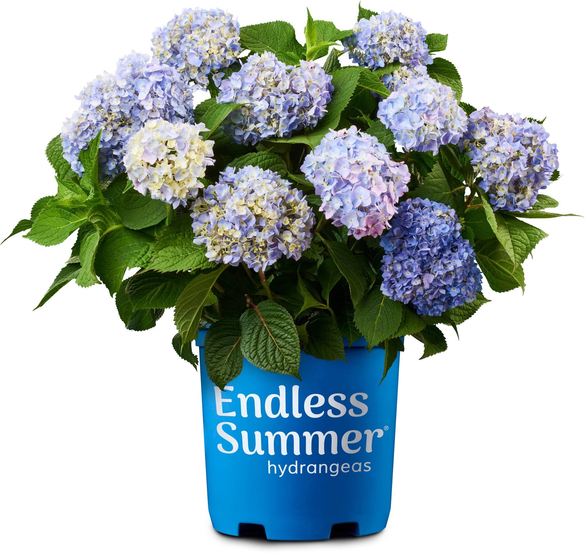 slide 1 of 4, Lowe's Bigleaf Hydrangea Flowering Shrub in 3.58 -Gallon Pot 1.0 -Pack with Blue Blooms, 1 ct
