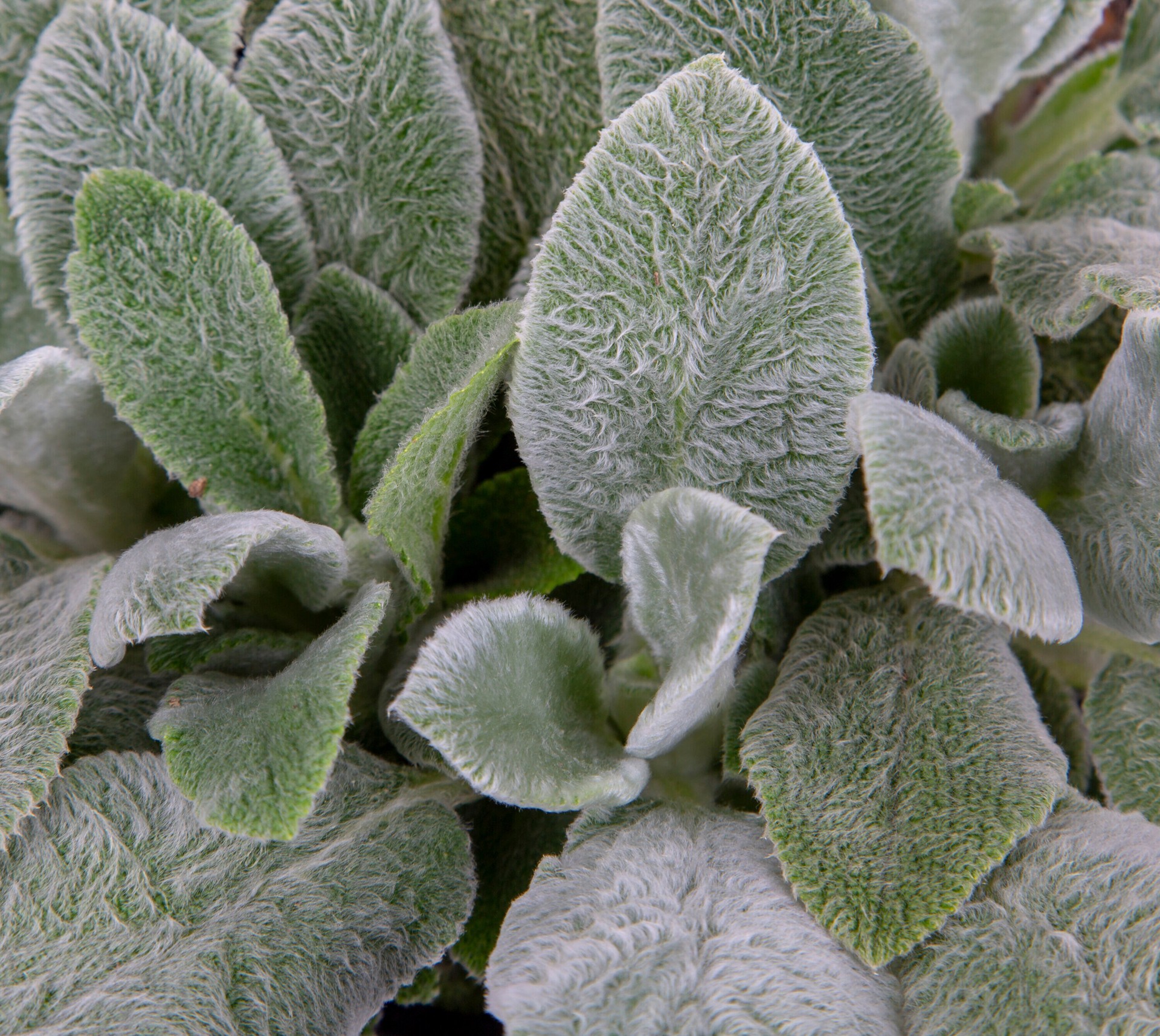 slide 2 of 4, Lowe's Purple Lamb's Ear Plant in 2 -Quart Pot 1 -Pack, 1 ct