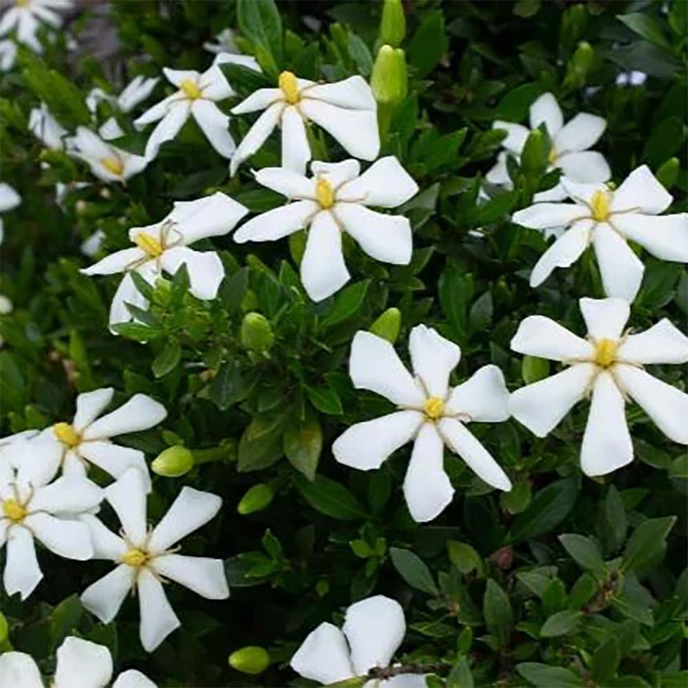 slide 2 of 4, Monrovia Swan Maiden Gardenia Flowering Shrub in 2.00 -Gallon Pot 1.0 -Pack with White Blooms, 1 ct