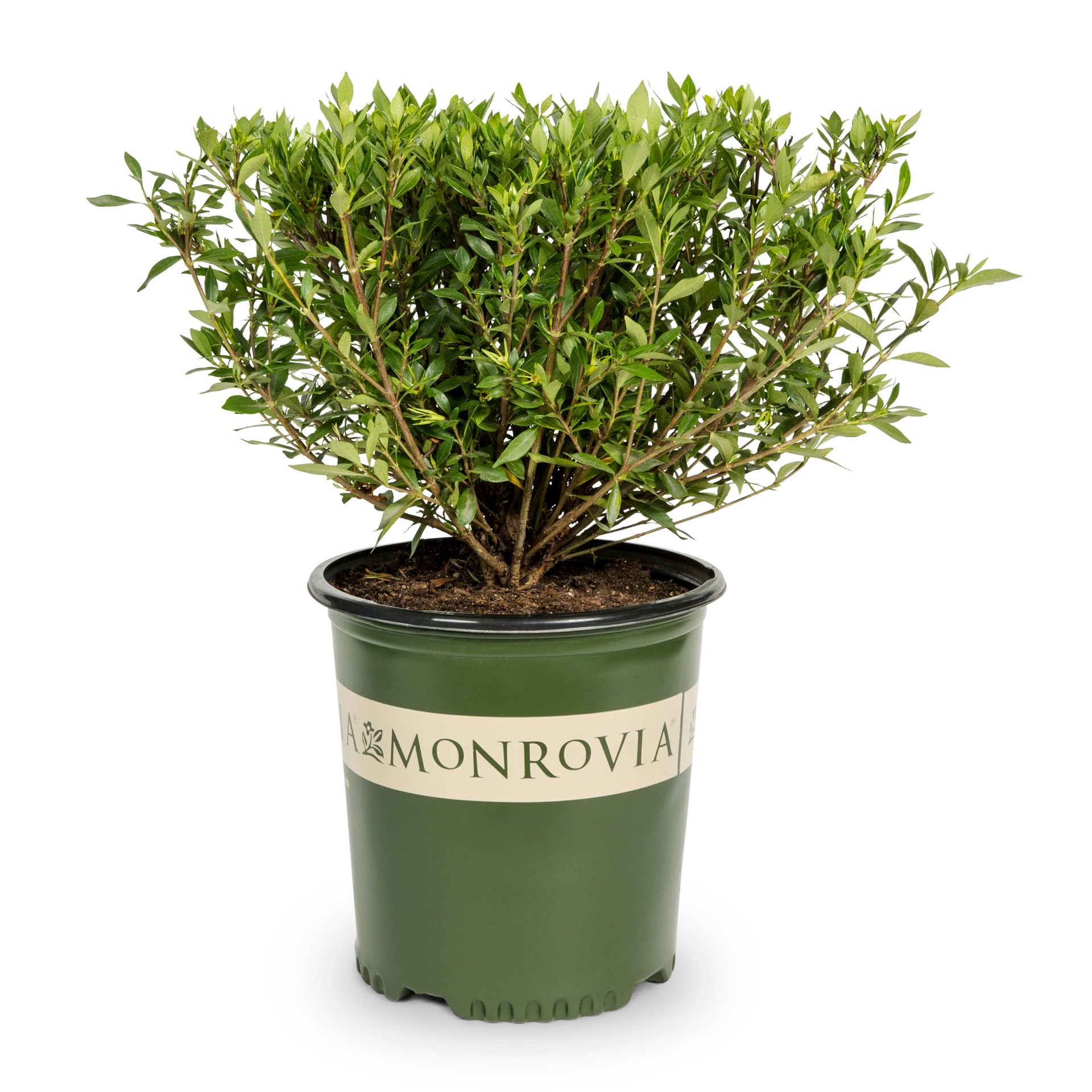 slide 1 of 4, Monrovia Swan Maiden Gardenia Flowering Shrub in 2.00 -Gallon Pot 1.0 -Pack with White Blooms, 1 ct