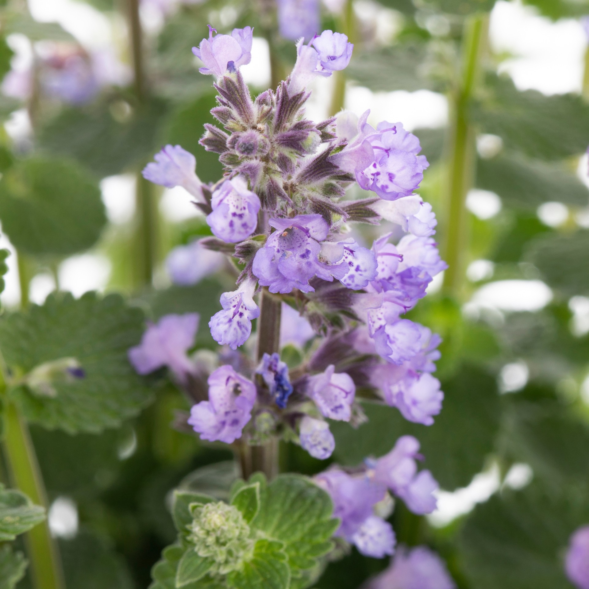 slide 2 of 2, Lowe's White Catnip Plant in 2 -Quart, 1 ct