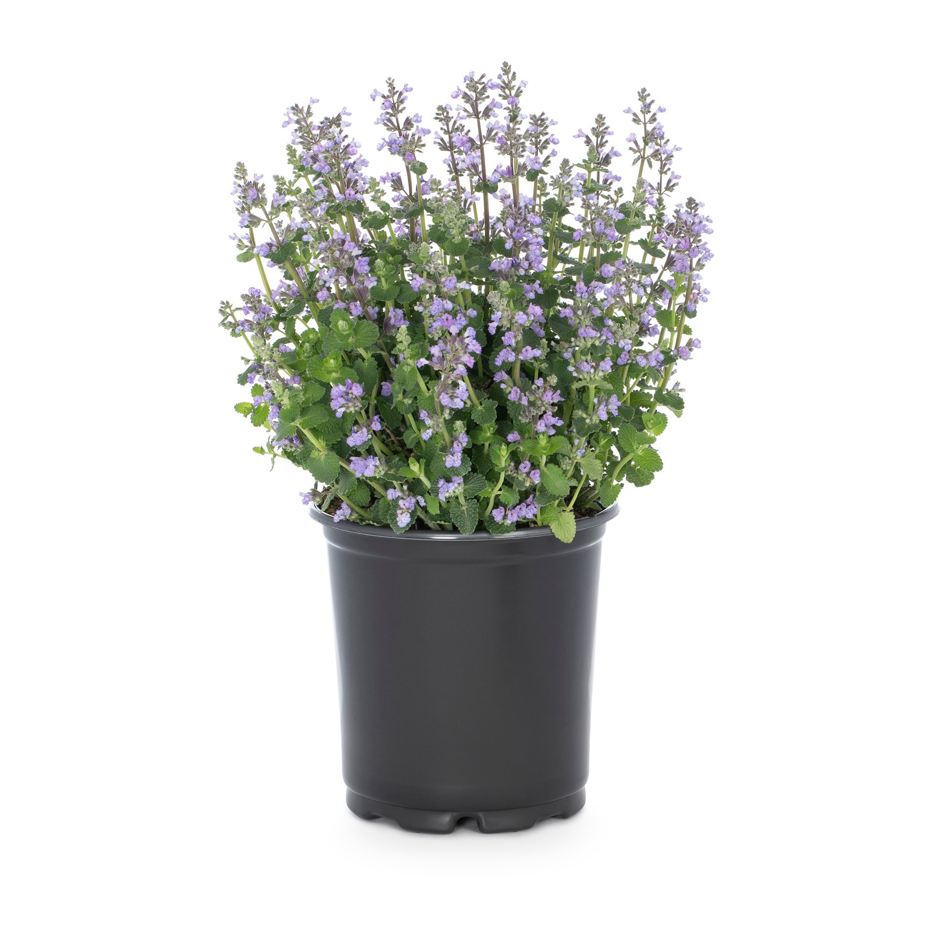 slide 1 of 2, Lowe's White Catnip Plant in 2 -Quart, 1 ct