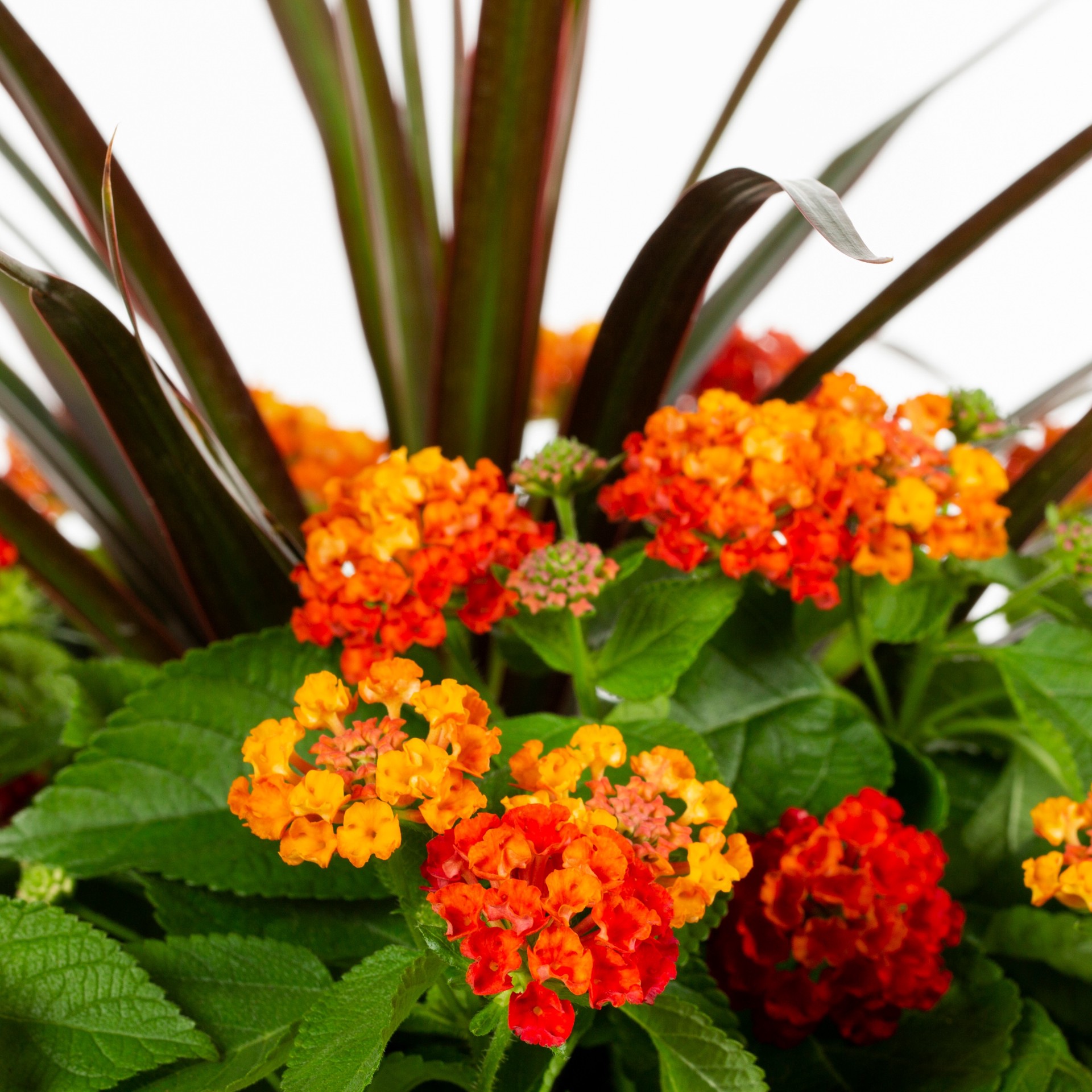 slide 3 of 6, Ready Refill Multicolor Lantana Mix in 1.5 Gallon(s) Pot 1 -Pack, 1 ct