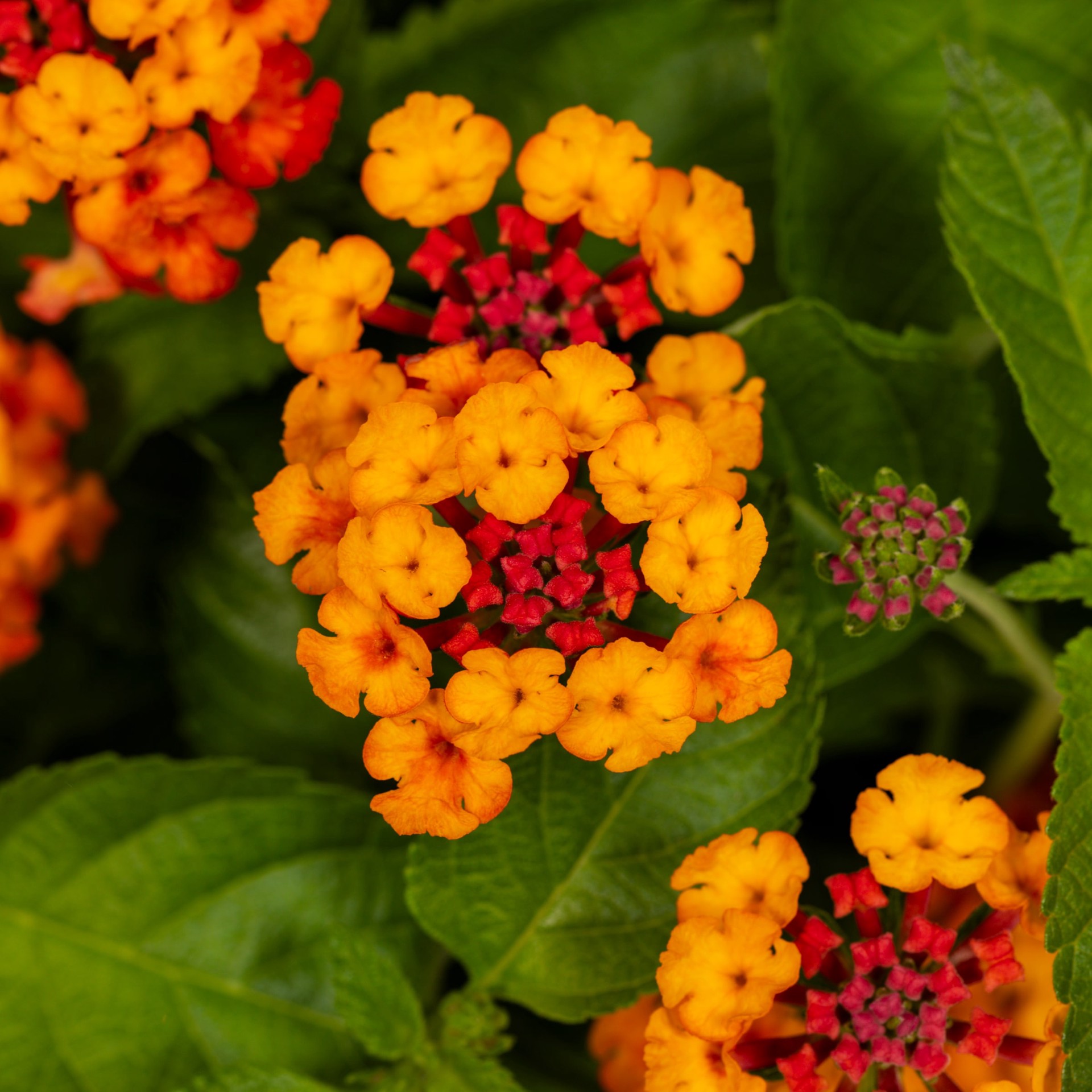 slide 4 of 6, Ready Refill Multicolor Lantana Mix in 1.5 Gallon(s) Pot 1 -Pack, 1 ct