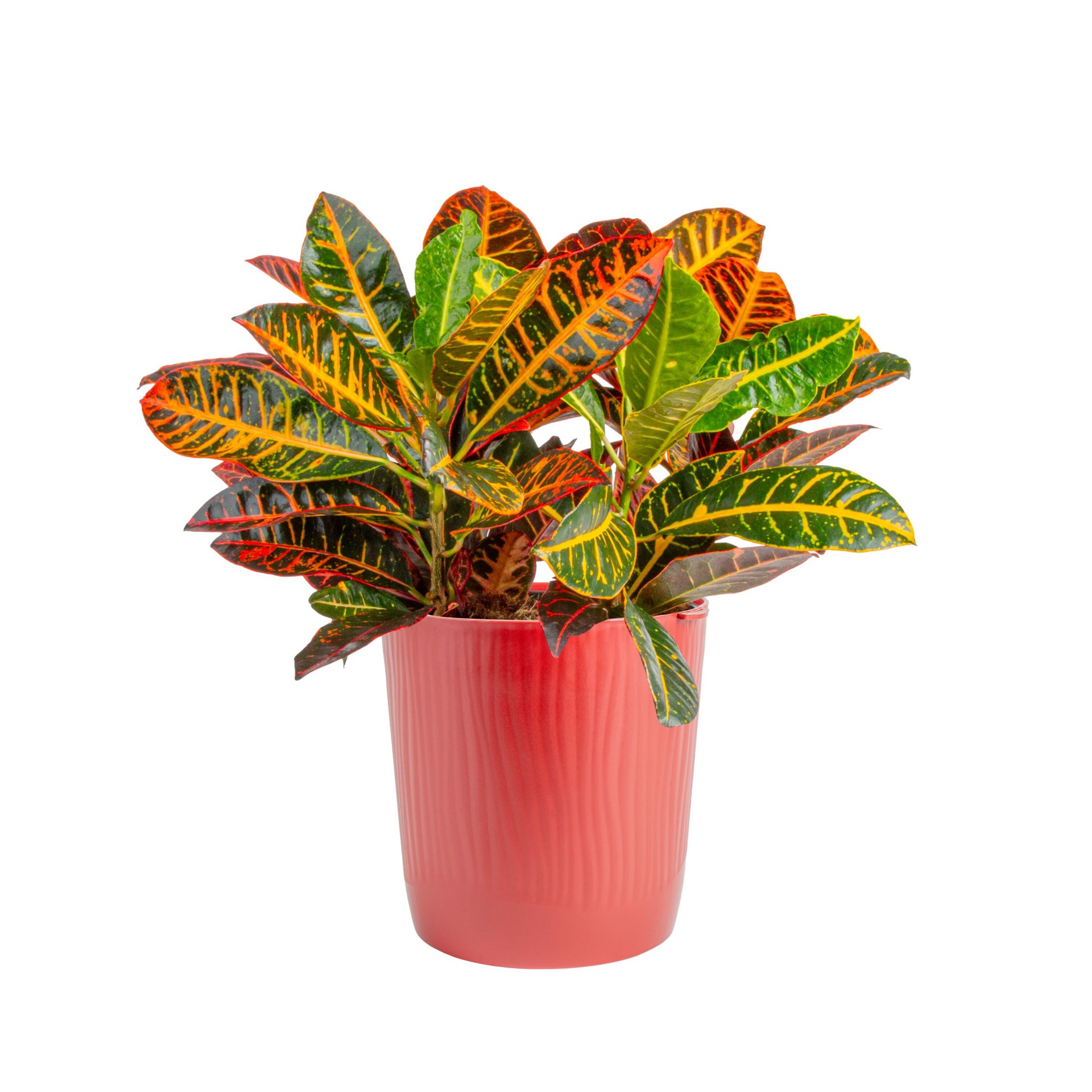 slide 2 of 6, Lowe's Croton House plant in 1.72 Gallon(s) Planter 1 -Pack, 1 ct