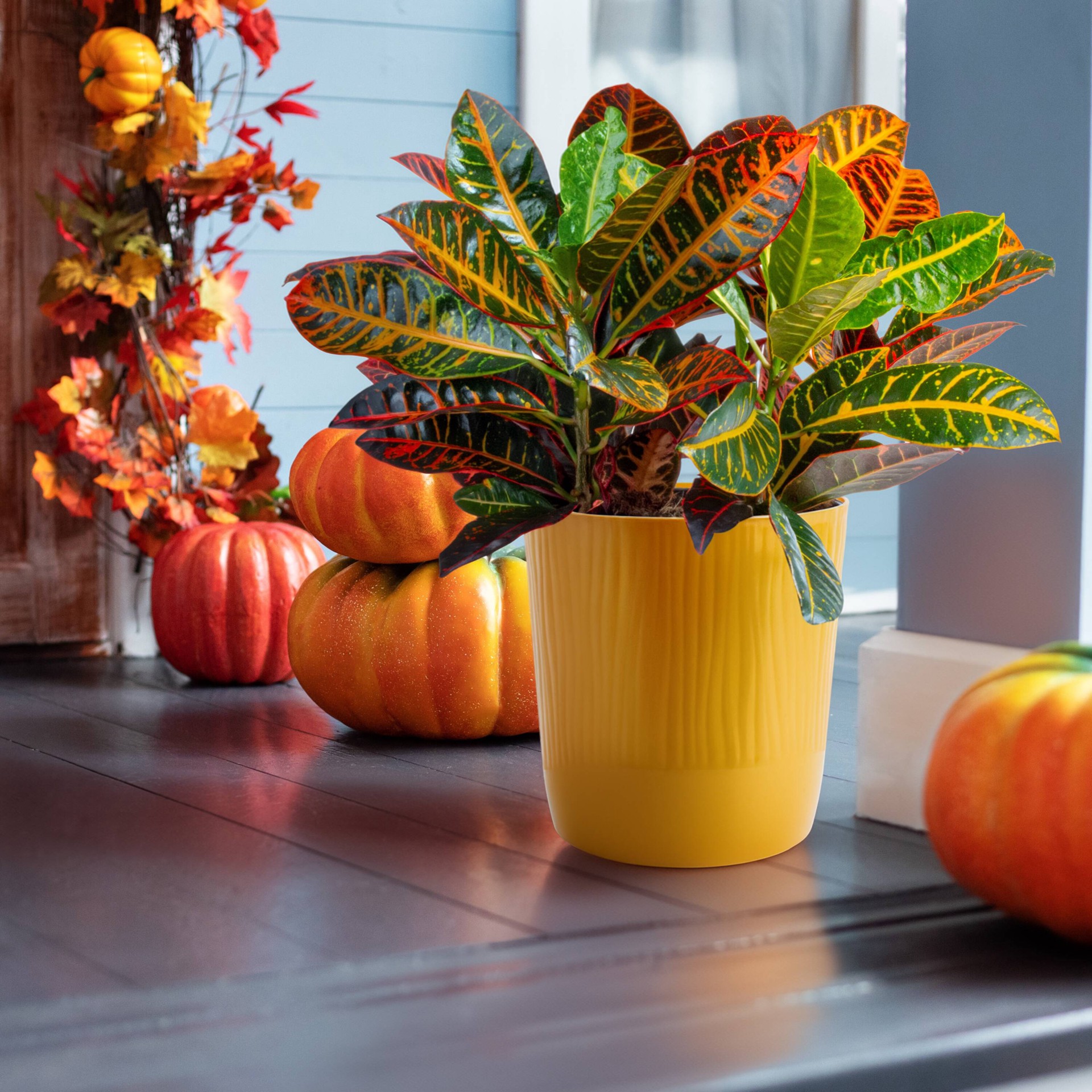 slide 4 of 6, Lowe's Croton House plant in 1.72 Gallon(s) Planter 1 -Pack, 1 ct