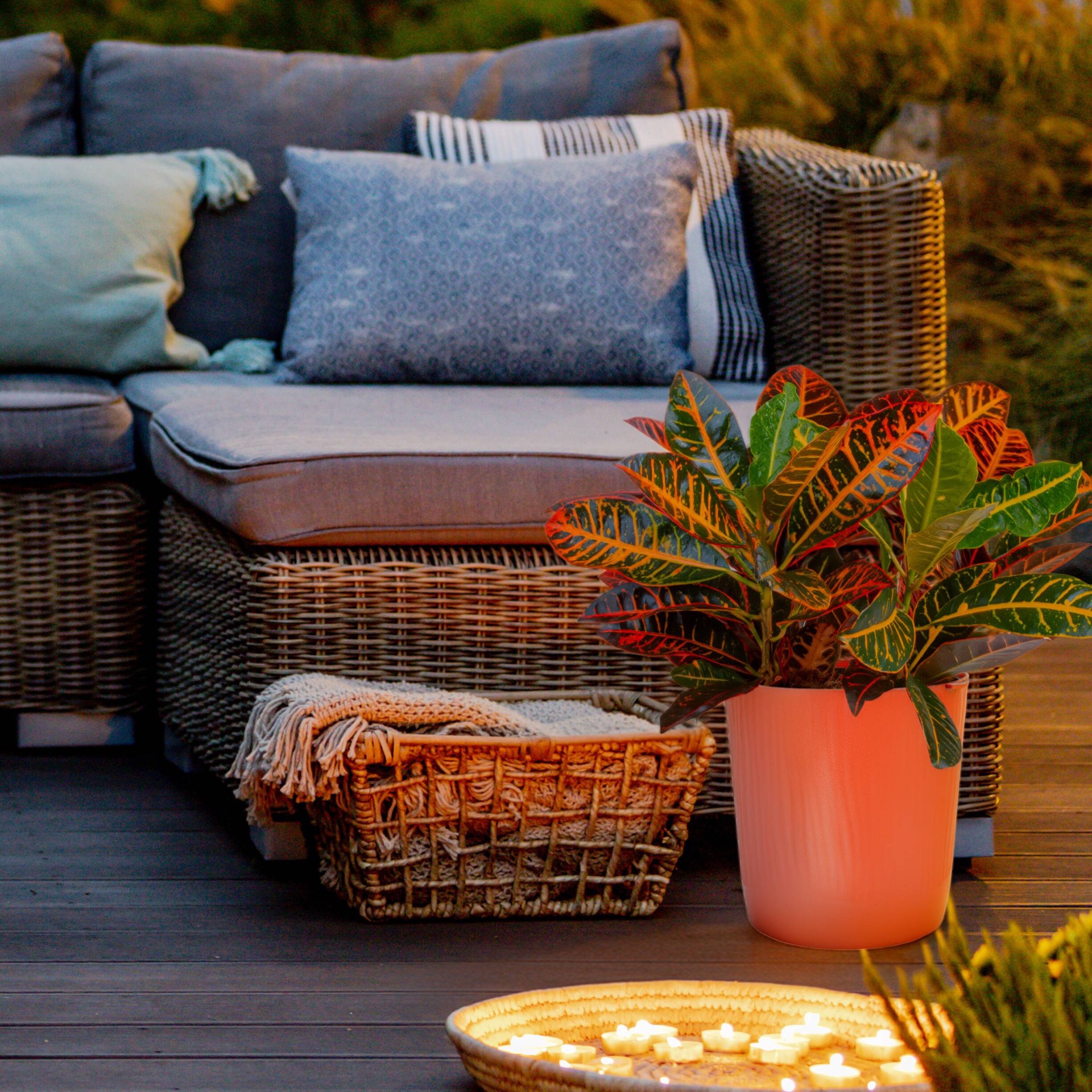 slide 5 of 6, Lowe's Croton House plant in 1.72 Gallon(s) Planter 1 -Pack, 1 ct