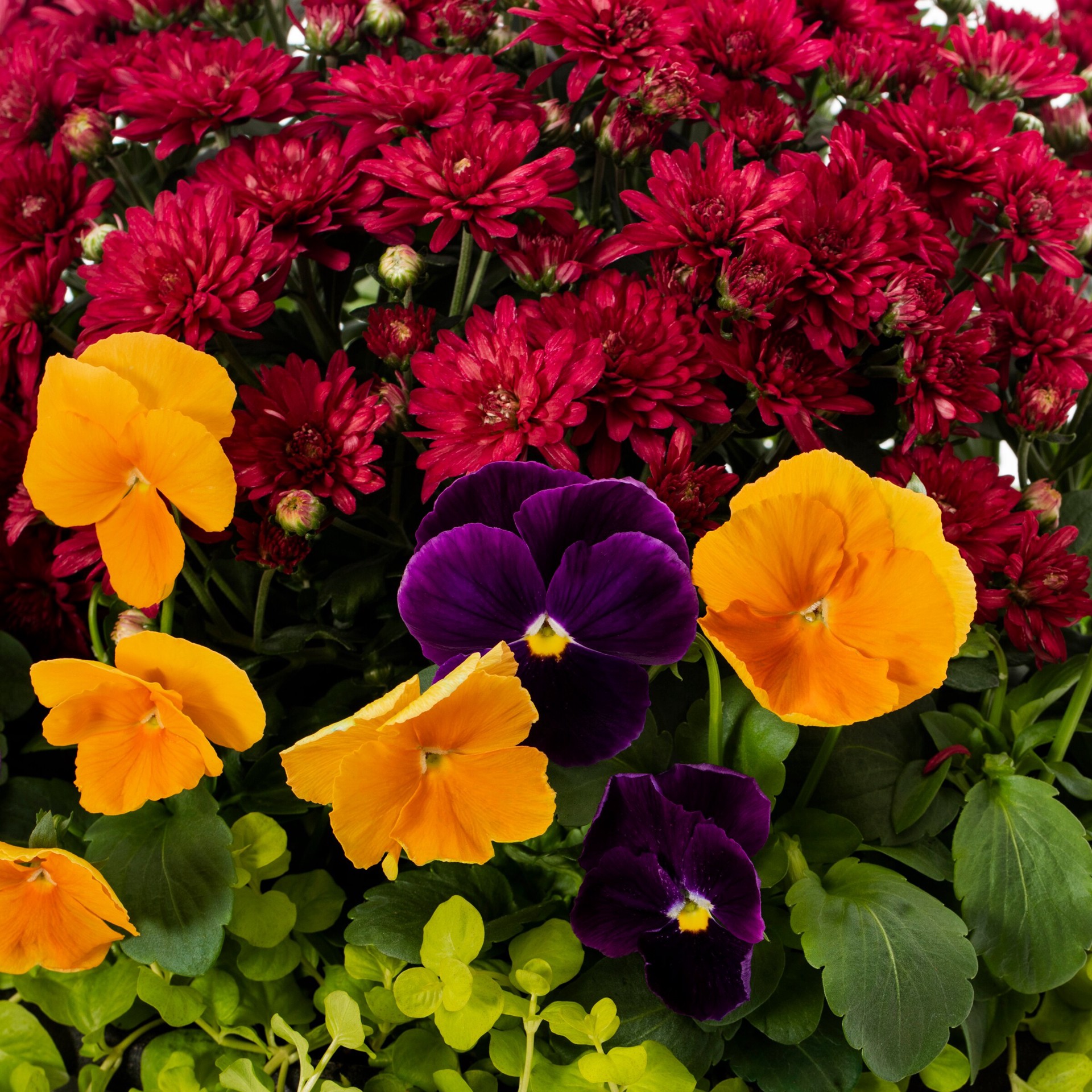 slide 2 of 2, Lowe's Multicolor Mixed Annuals Combo in 2 Gallon(s) Planter 1 -Pack, 1 ct