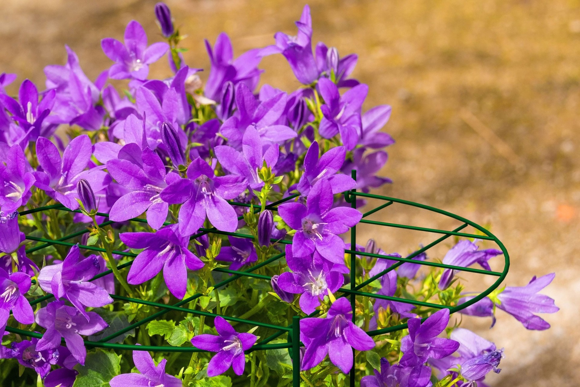 slide 2 of 4, 20-in Plant prop, 1 ct