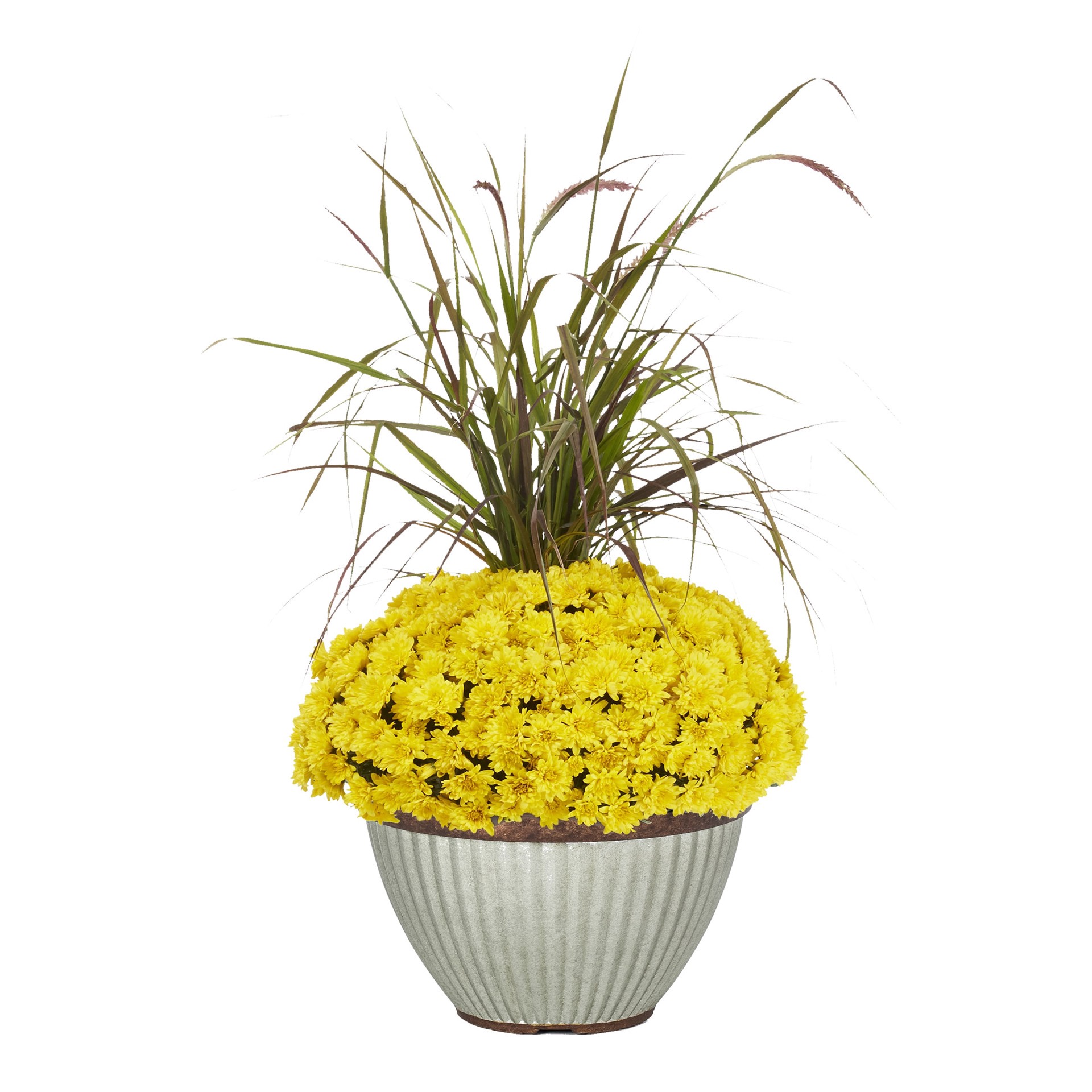 slide 1 of 4, Lowe's Yellow Mum in 2.5 Gallon(s) Pot 1 -Pack, 1 ct