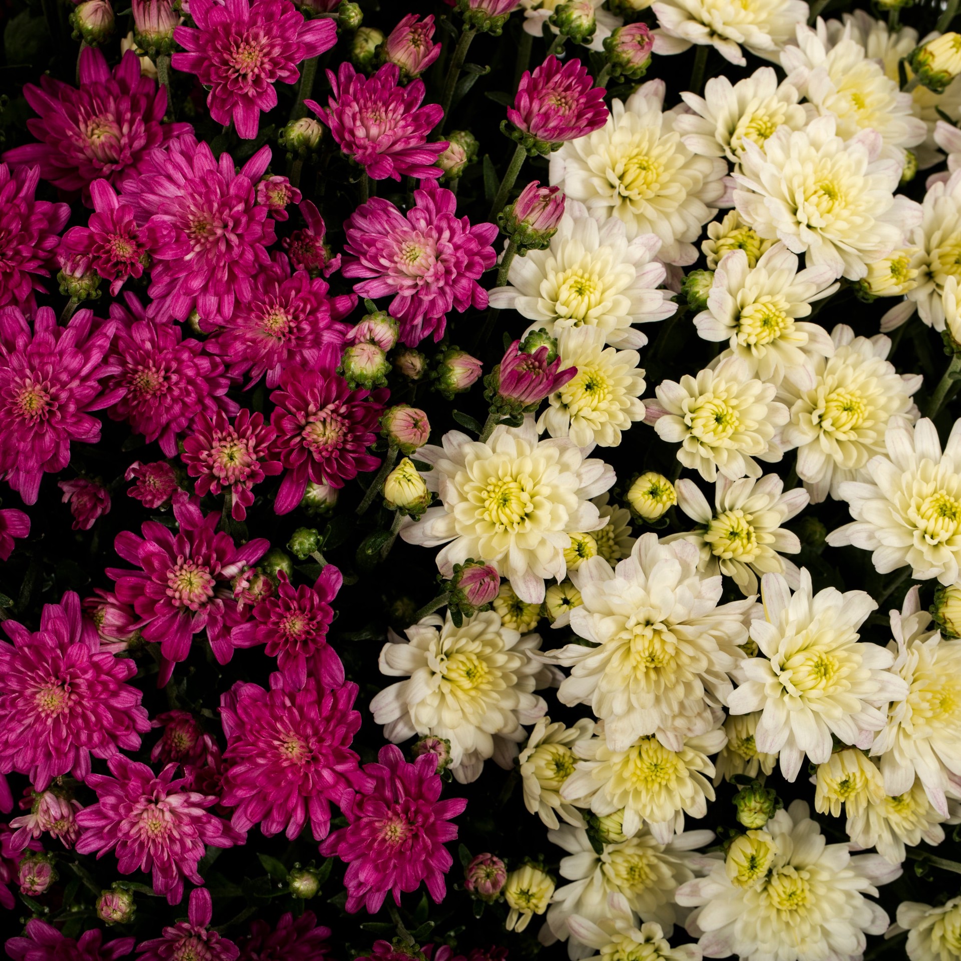 slide 2 of 4, Lowe's Multicolor Mum in 2.5 Gallon(s) Planter 1 -Pack, 1 ct