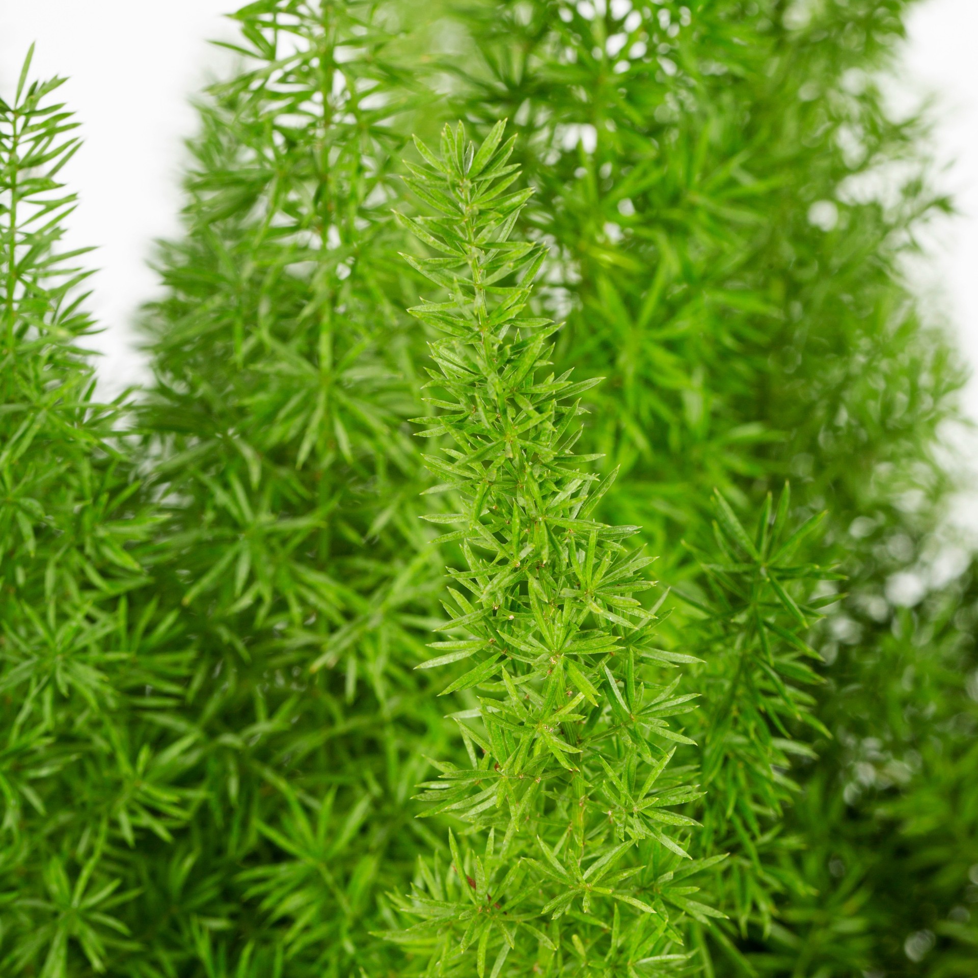 slide 2 of 4, Lowe's Foxtail Fern Accent Shrub in 1.5 -Pint Pot 1 -Pack with White Blooms, 1 ct