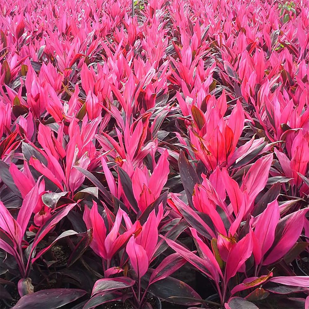 slide 2 of 4, Lowe's Red Sister Cabbage Plant Accent Shrub in 1 -Quart Pot 1 -Pack, 1 ct