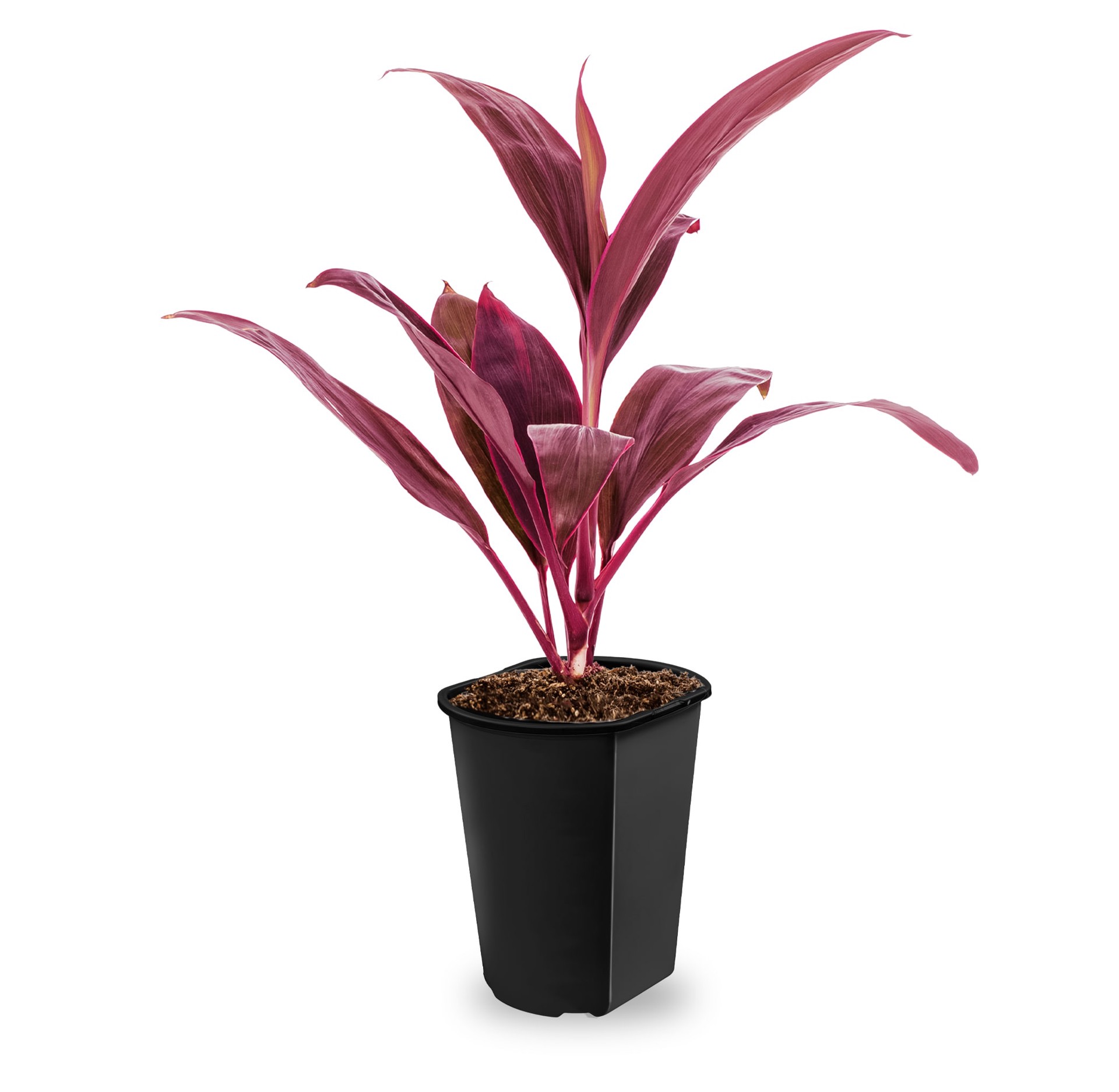 slide 1 of 4, Lowe's Red Sister Cabbage Plant Accent Shrub in 1 -Quart Pot 1 -Pack, 1 ct