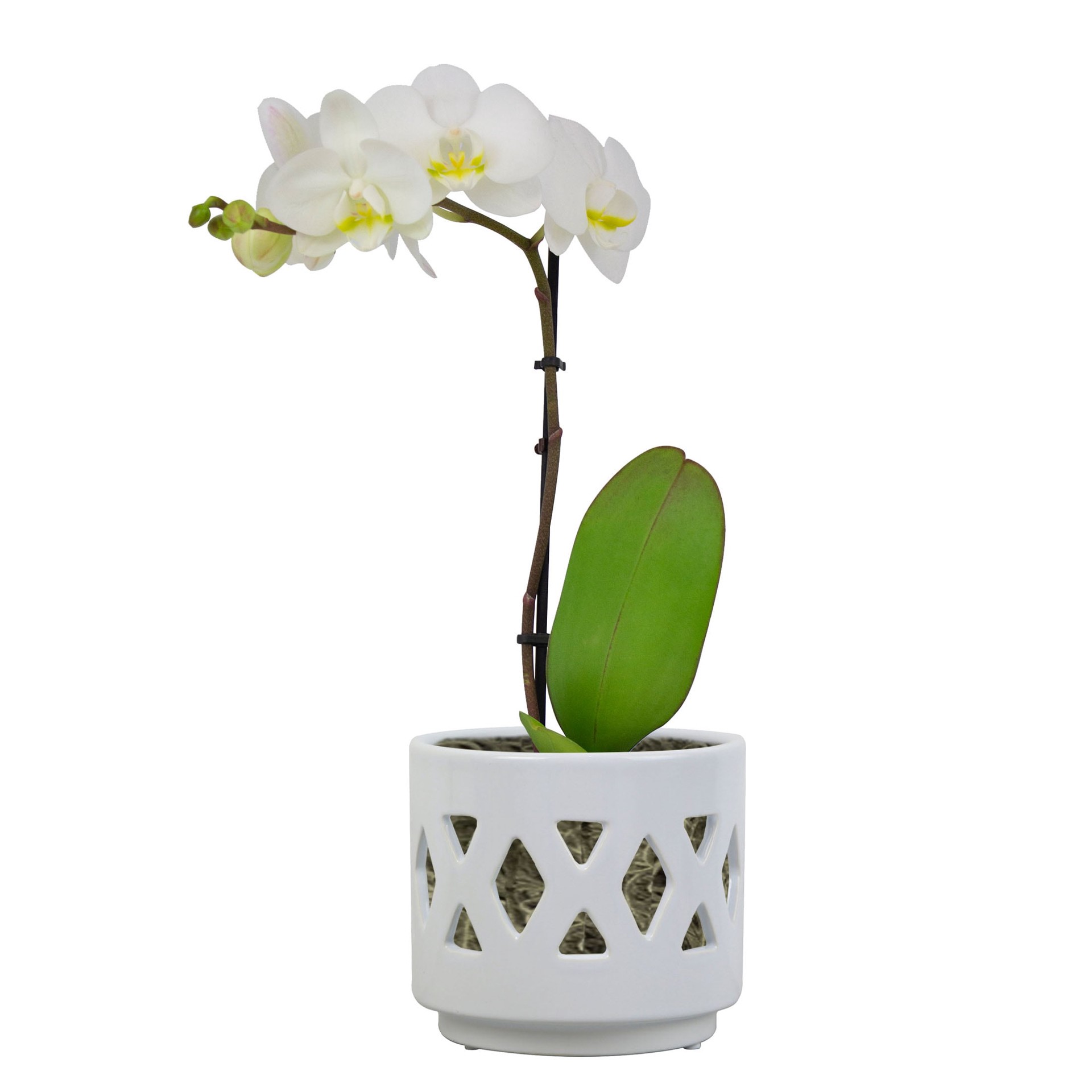 slide 3 of 6, allen + roth 6-in W x 5.39-in H White Ceramic Indoor Planter, 1 ct