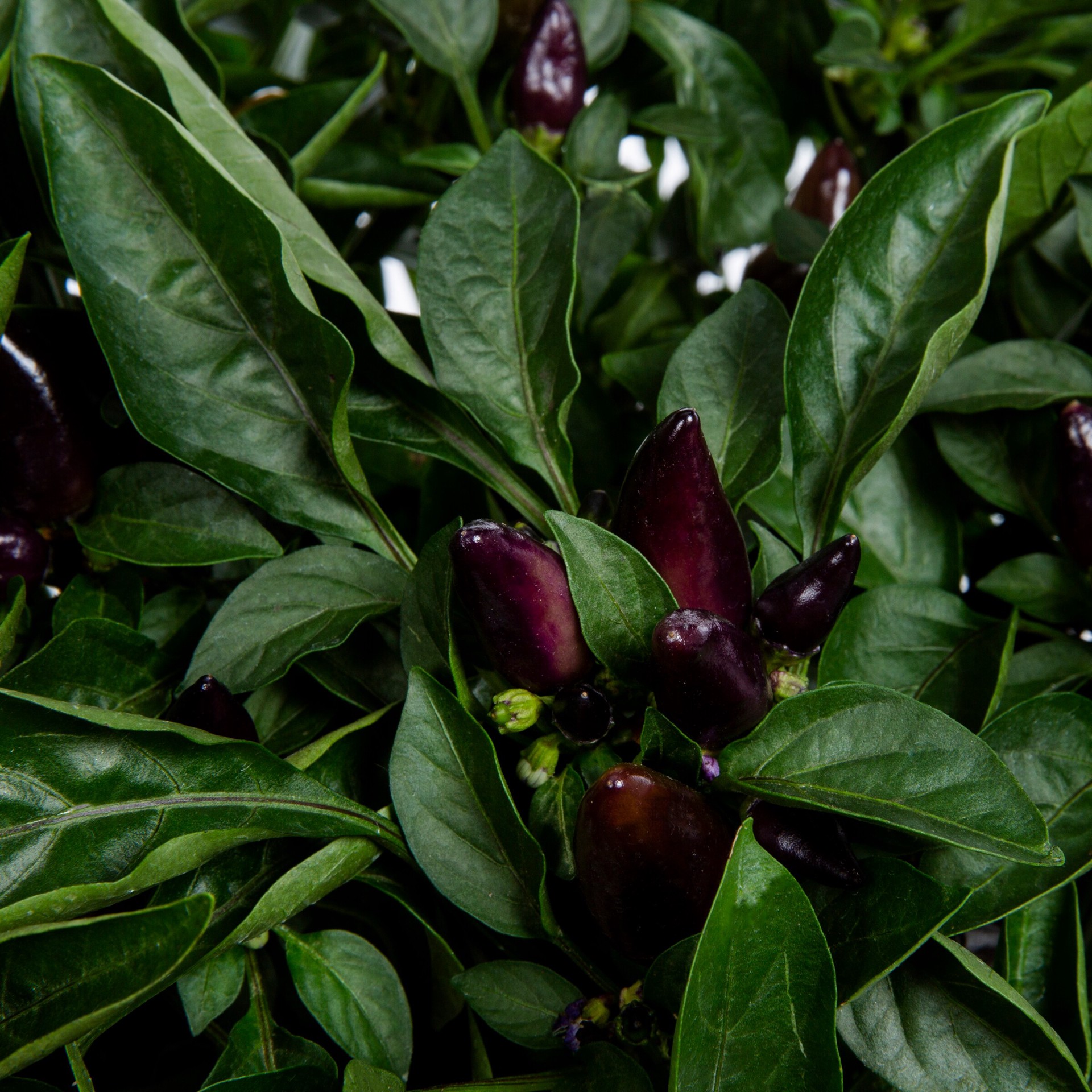 slide 2 of 4, Lowe's White Ornamental Pepper in 3 Quart(s) Planter 1 -Pack, 1 ct