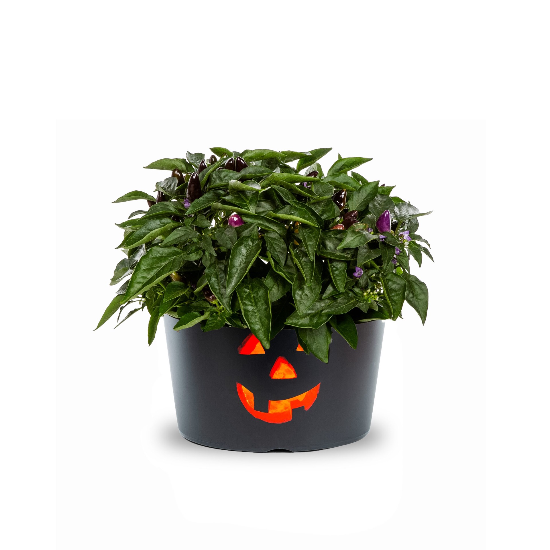 slide 1 of 4, Lowe's White Ornamental Pepper in 3 Quart(s) Planter 1 -Pack, 1 ct