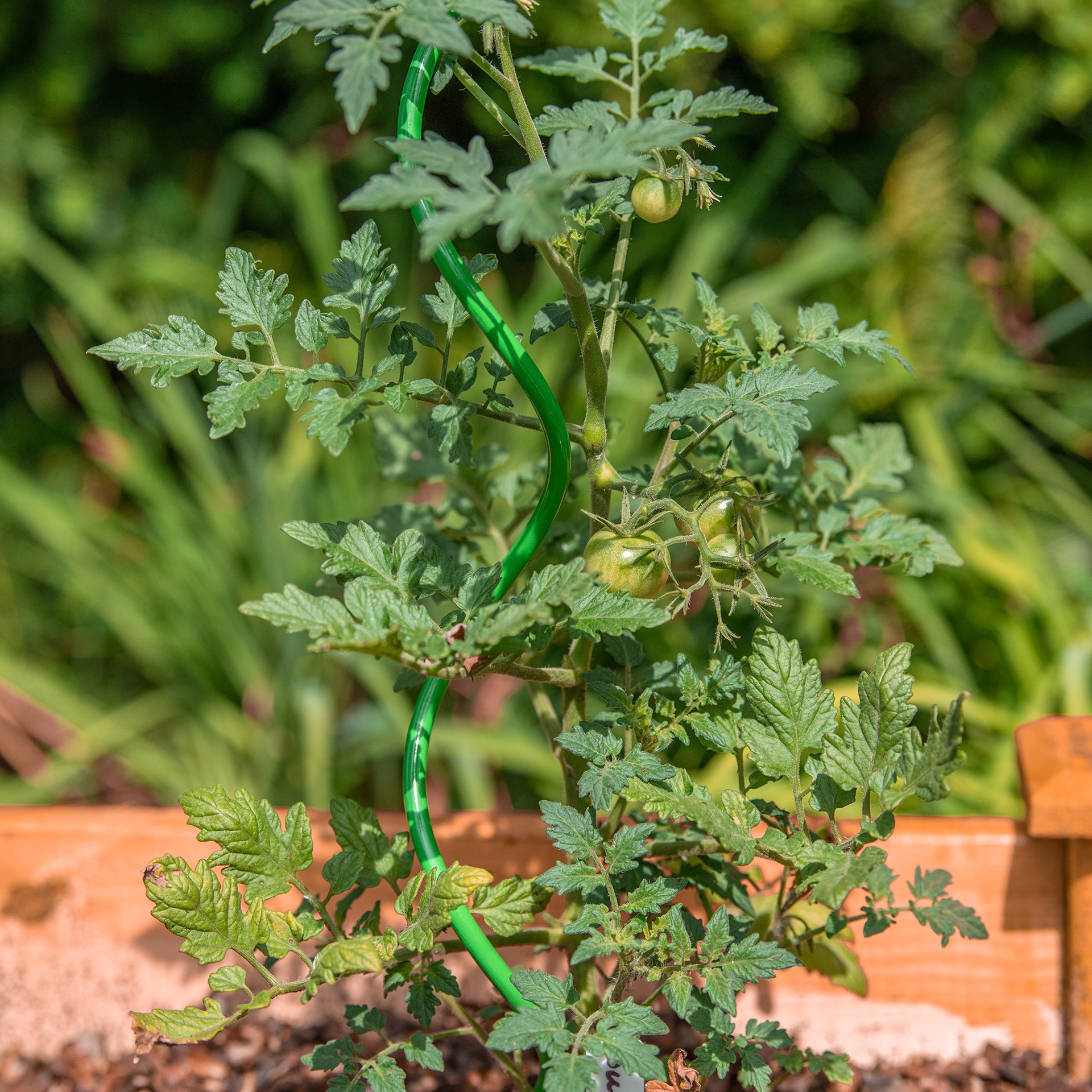 slide 4 of 6, 50-in Powder-coated galvanized steel wire Twist Tomato Cage, 1 ct