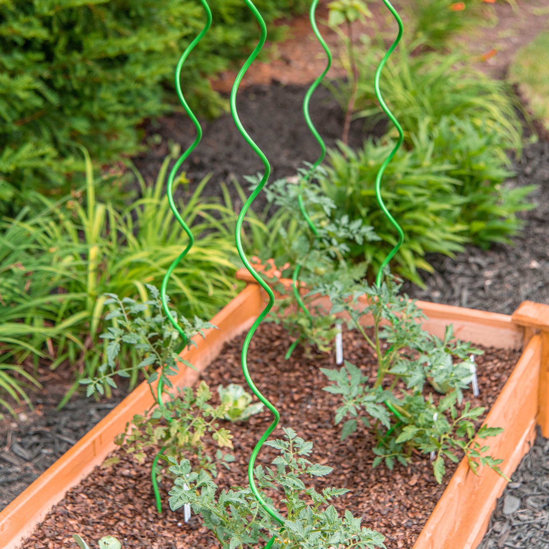 slide 5 of 6, 50-in Powder-coated galvanized steel wire Twist Tomato Cage, 1 ct