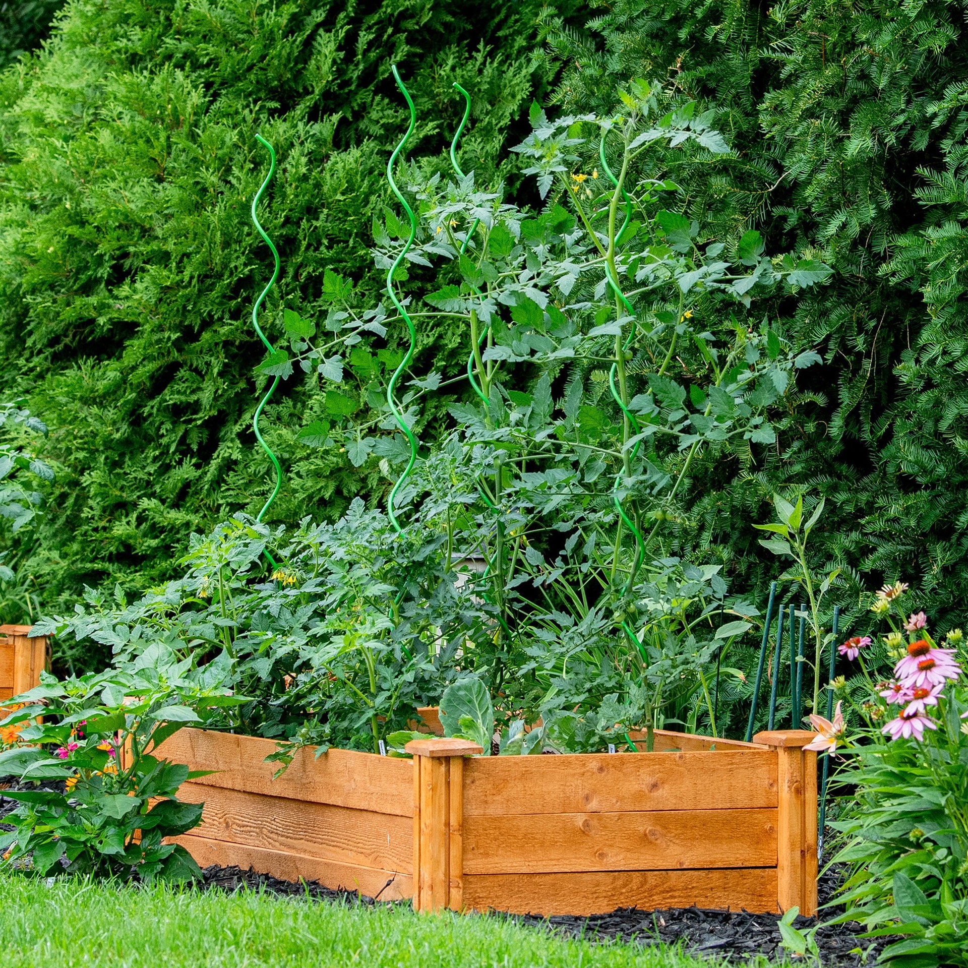 slide 6 of 6, 50-in Powder-coated galvanized steel wire Twist Tomato Cage, 1 ct