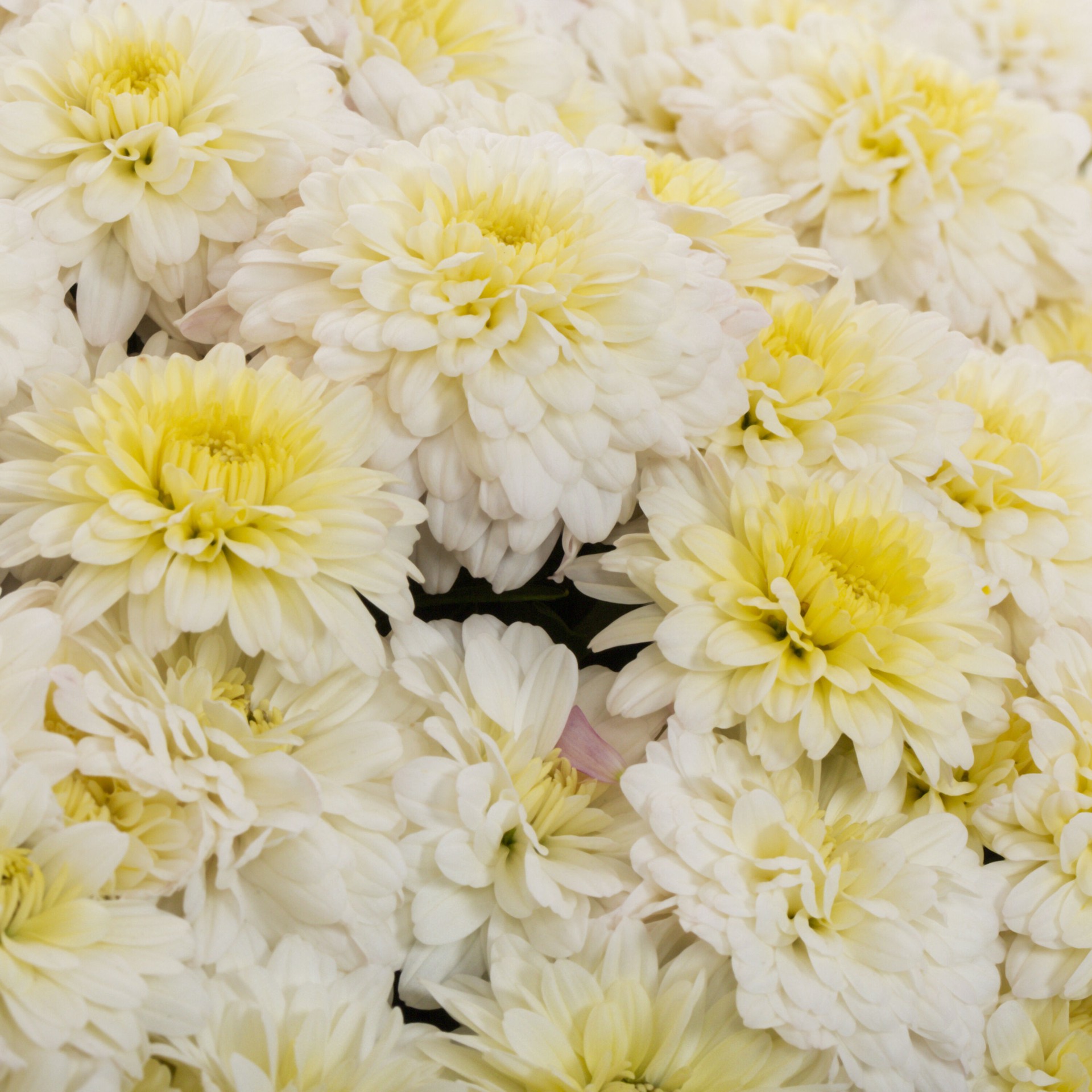 slide 2 of 4, Lowe's Multicolor Mum in 1 Gallon(s) Planter 1 -Pack, 1 ct